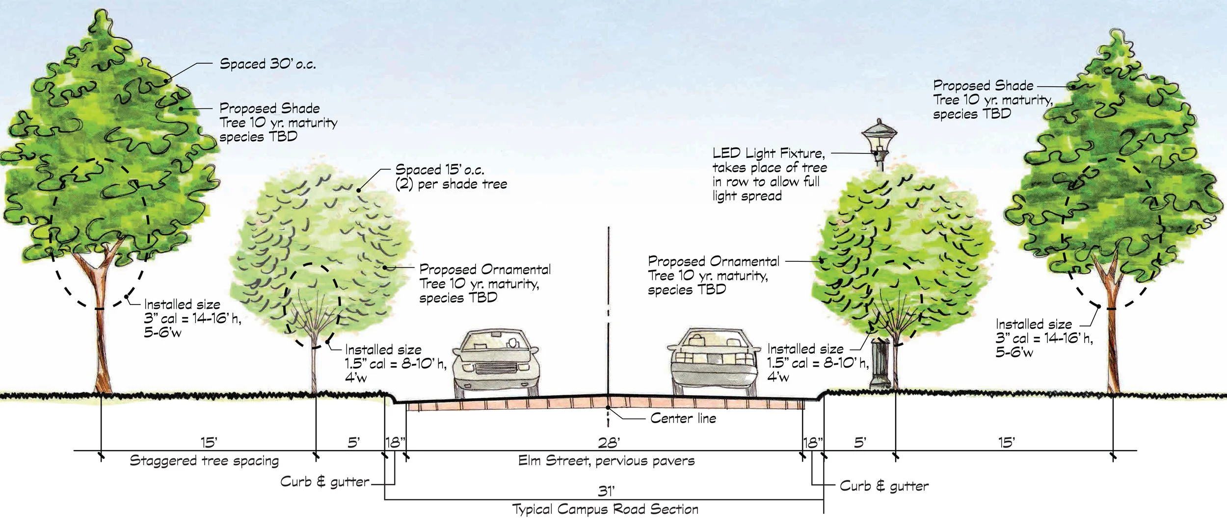 A section from the Campus Master Plan for the new allee planting.