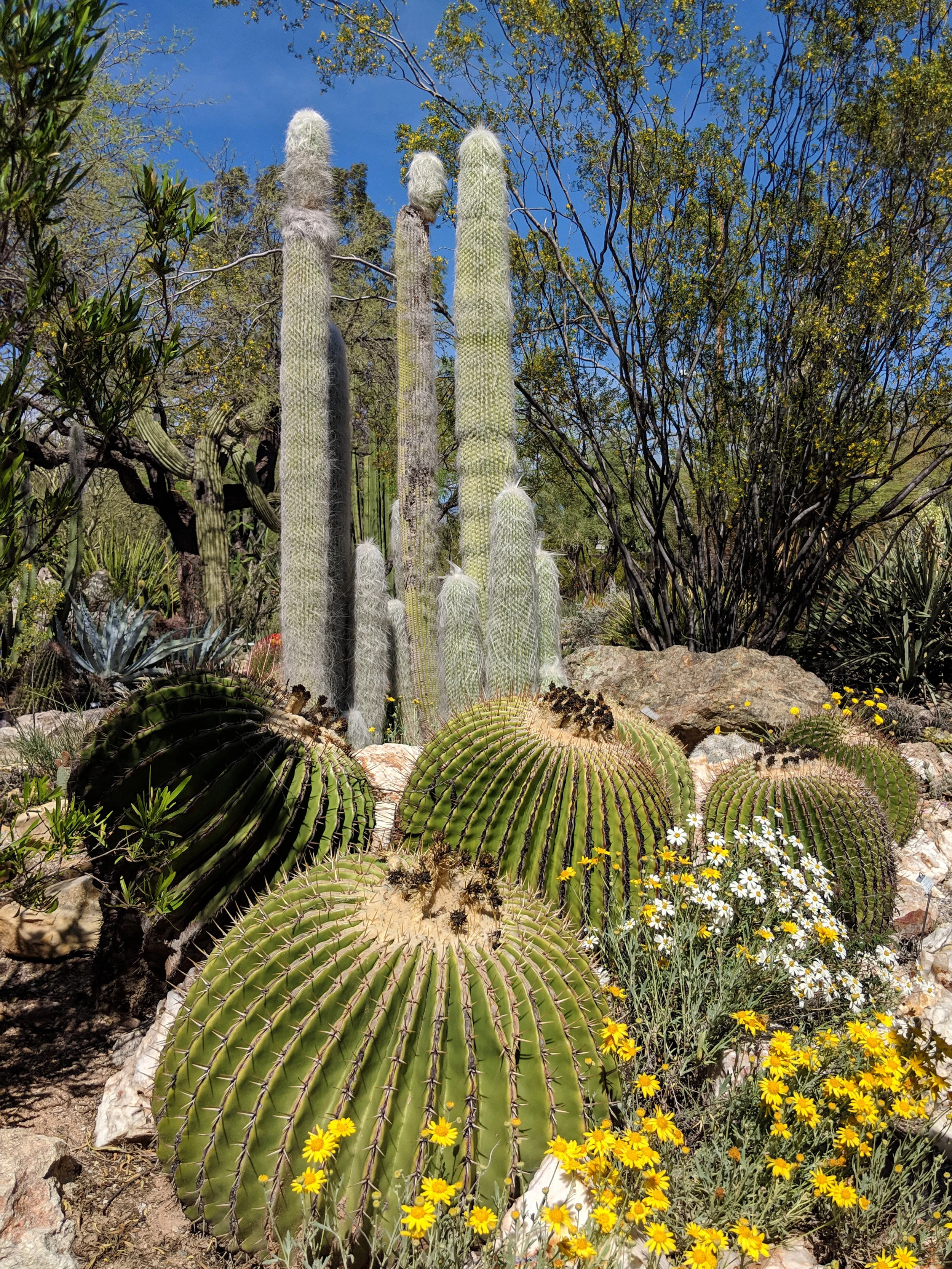 TBG_Cactus Garden_3.jpg