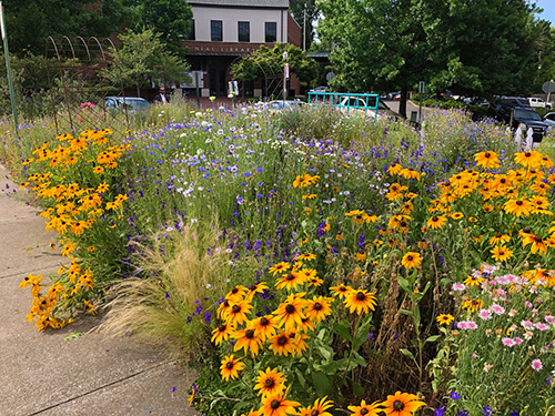 Taking The Next Steps At Birmingham Botanical Gardens Terra