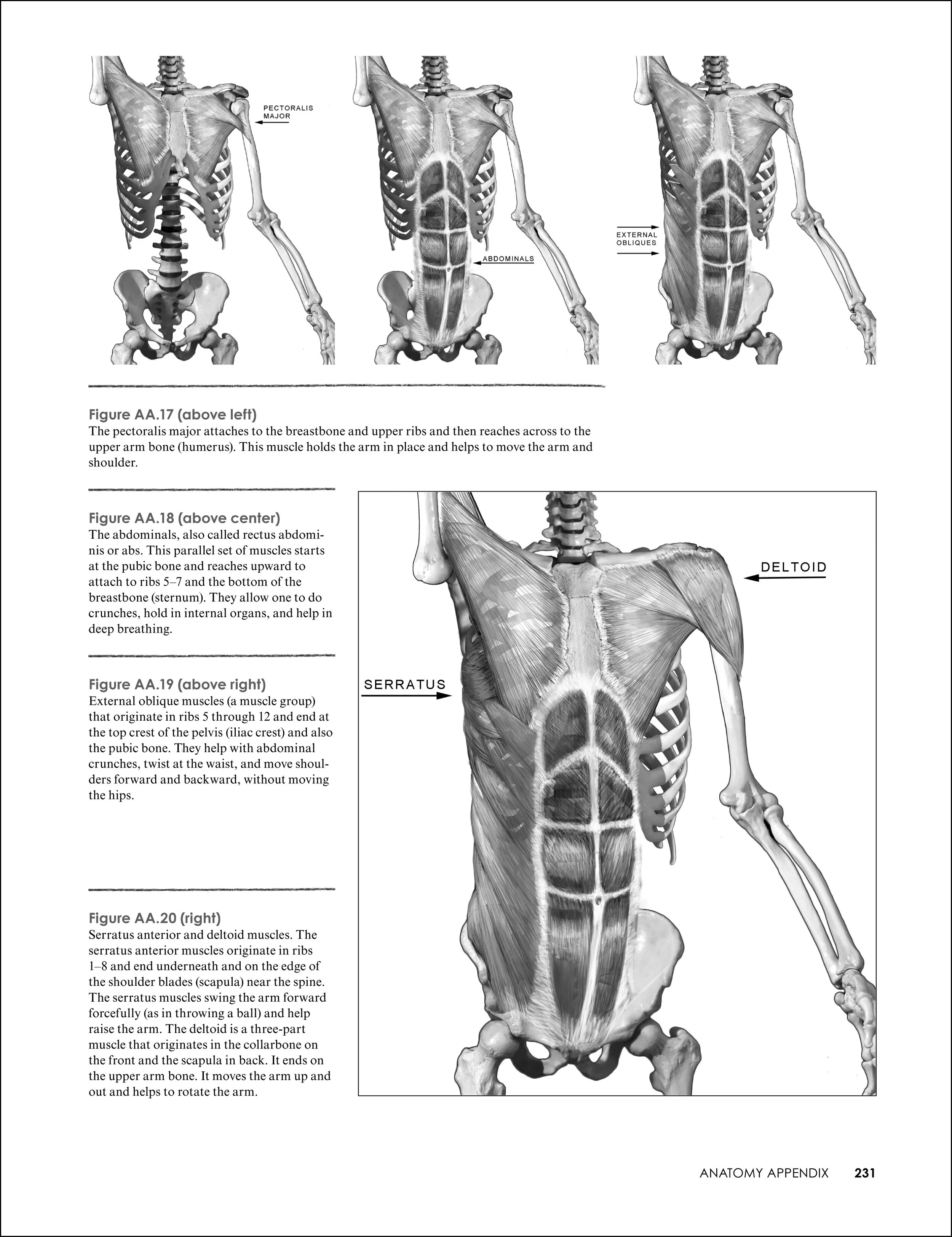 A 12-page ANATOMY APPENDIX illustrates muscles and bones.