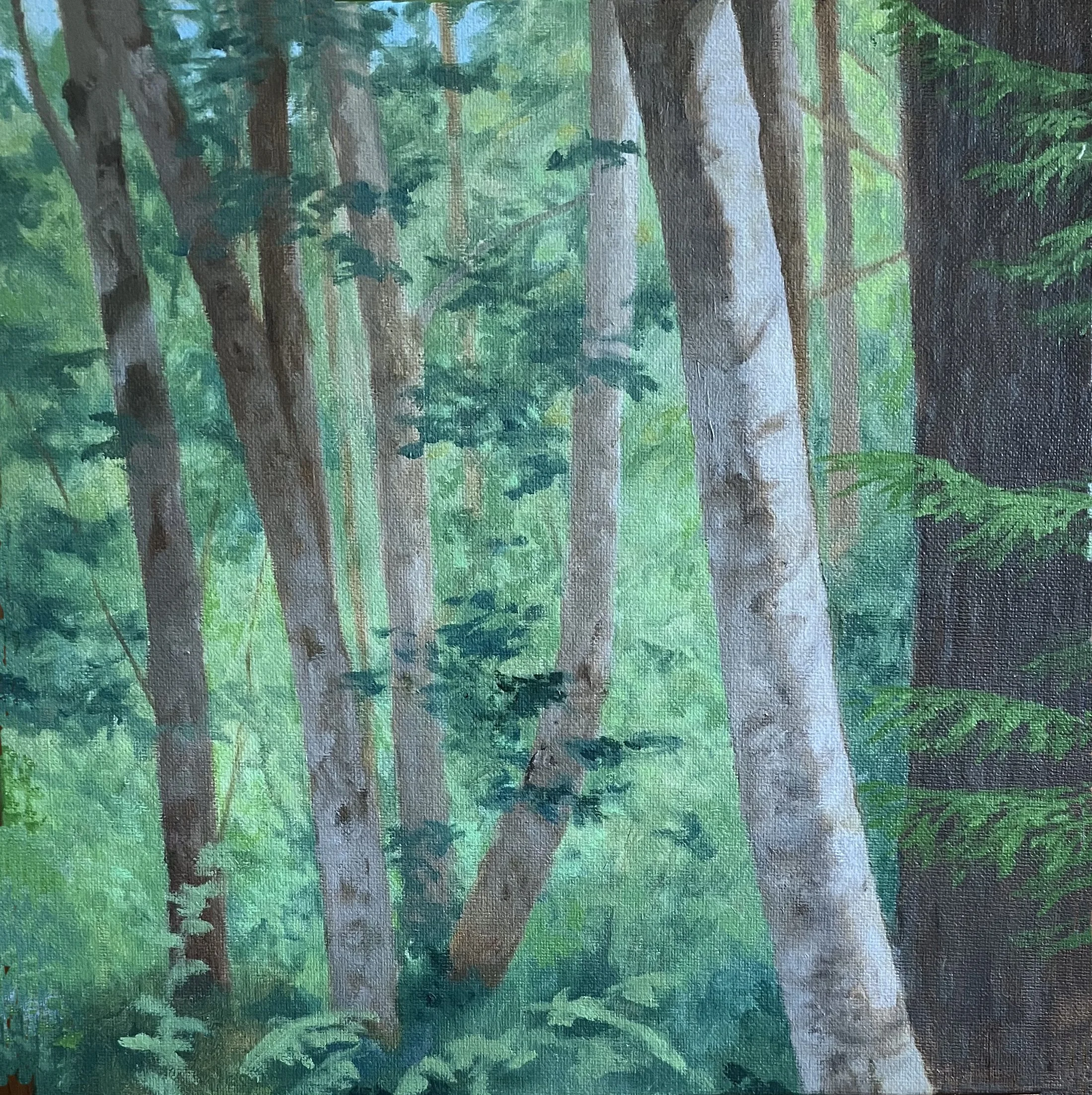   Dabob Alders I , Suzanne Brooker,  Oil on Canvas, 12” x  12” $1,600 