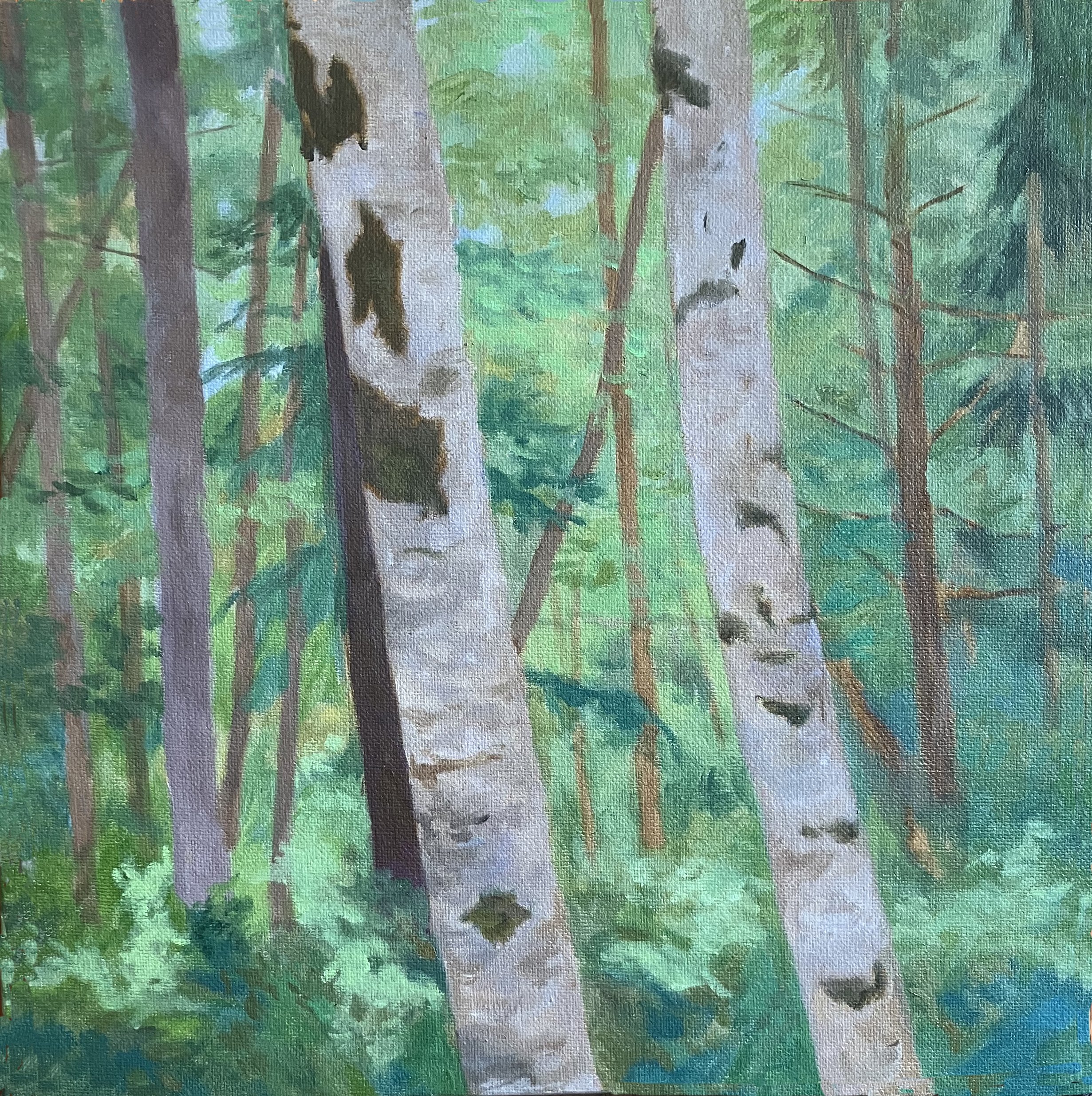   Dabob Alders II , Suzanne Brooker,  Oil on Canvas, 12” x  12” $1,600 