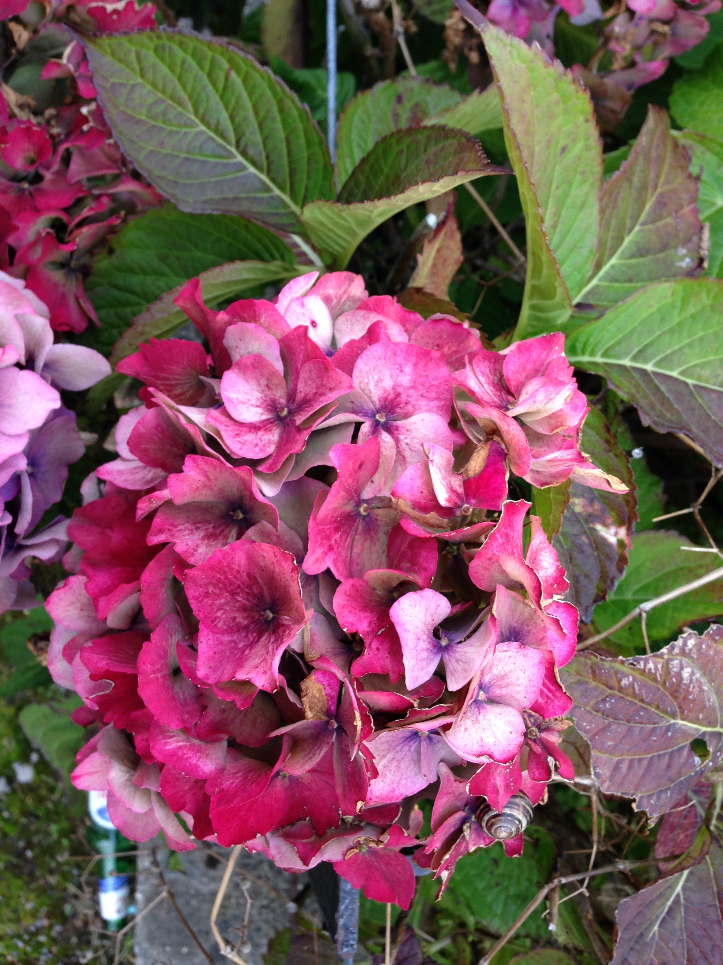 flowers.jpeg