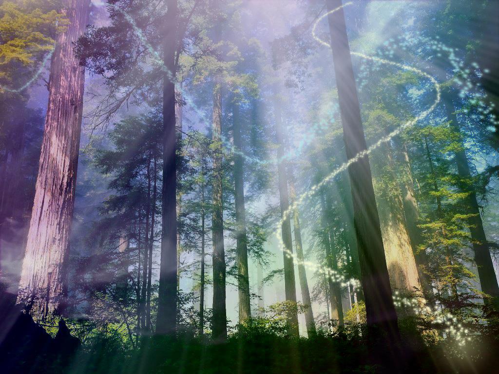 MAGICAL RAINBOW FOREST.jpg