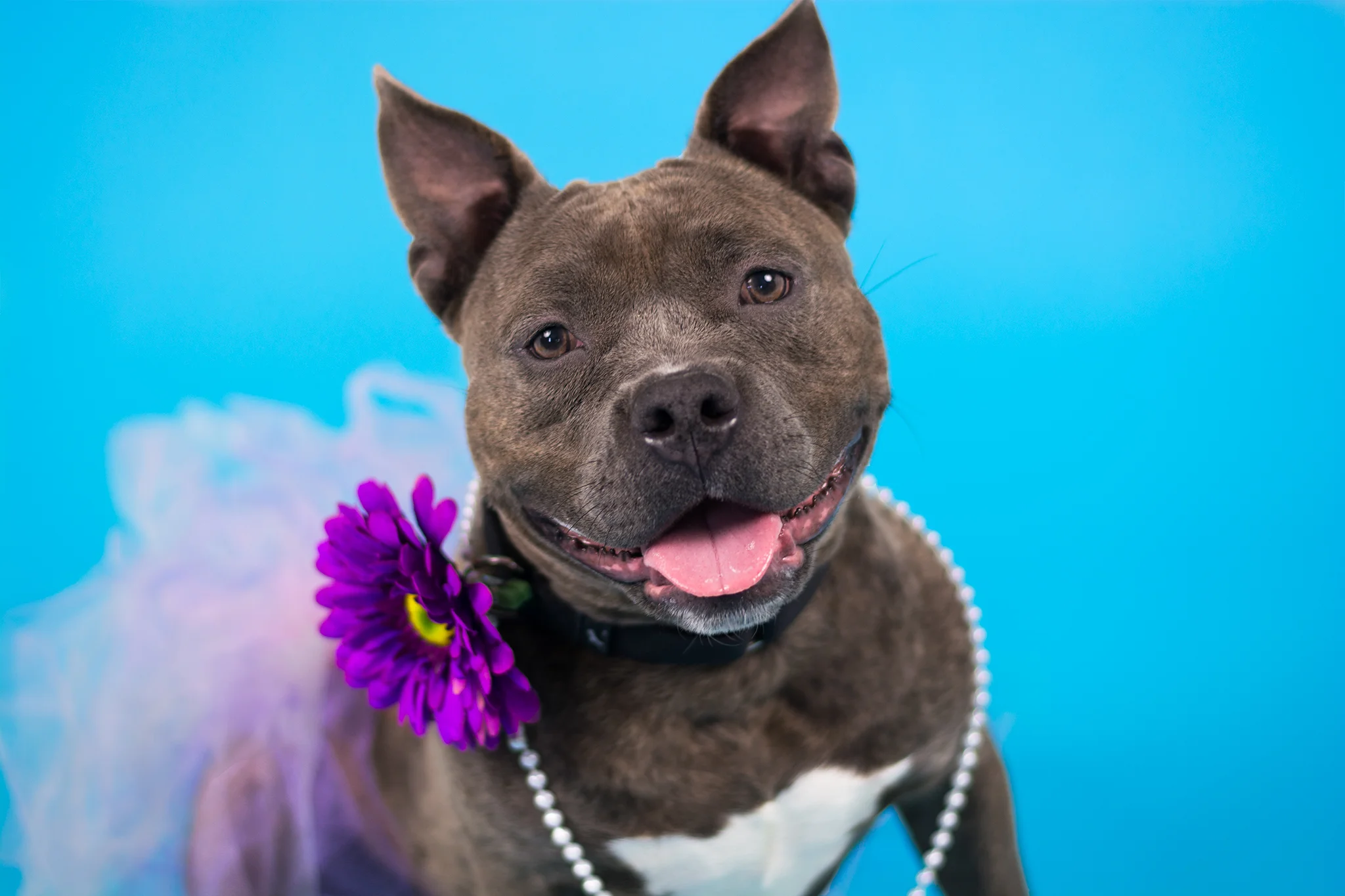 Pepper - Elmbrook Humane Society Alumnus