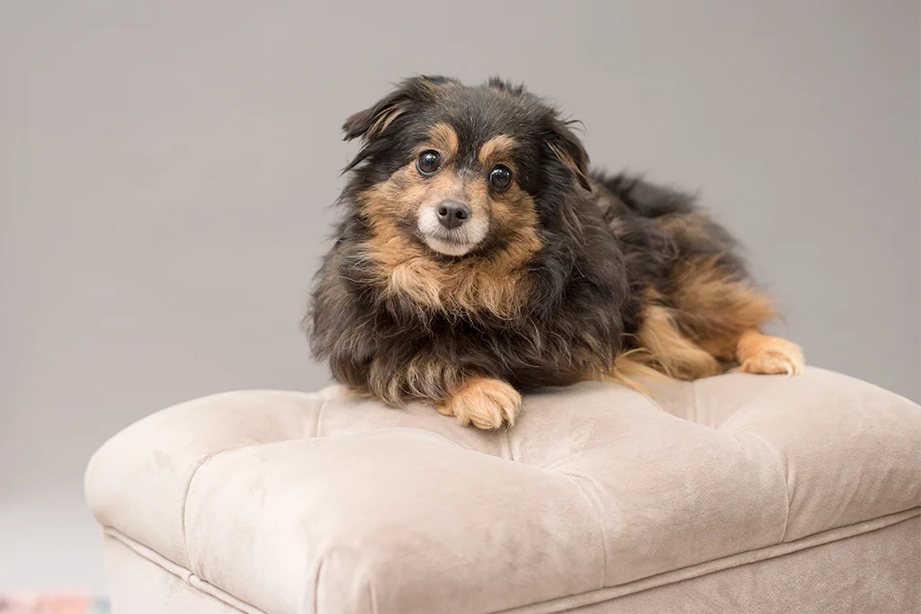 Merida - Elmbrook Humane Society Alumnus
