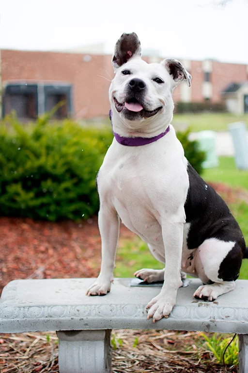 Emily - Available for adoption at Elmbrook Humane Society