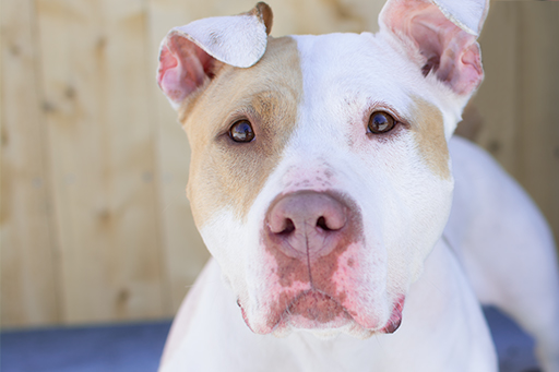Mya - Available for adoption at Elmbrook Humane Society