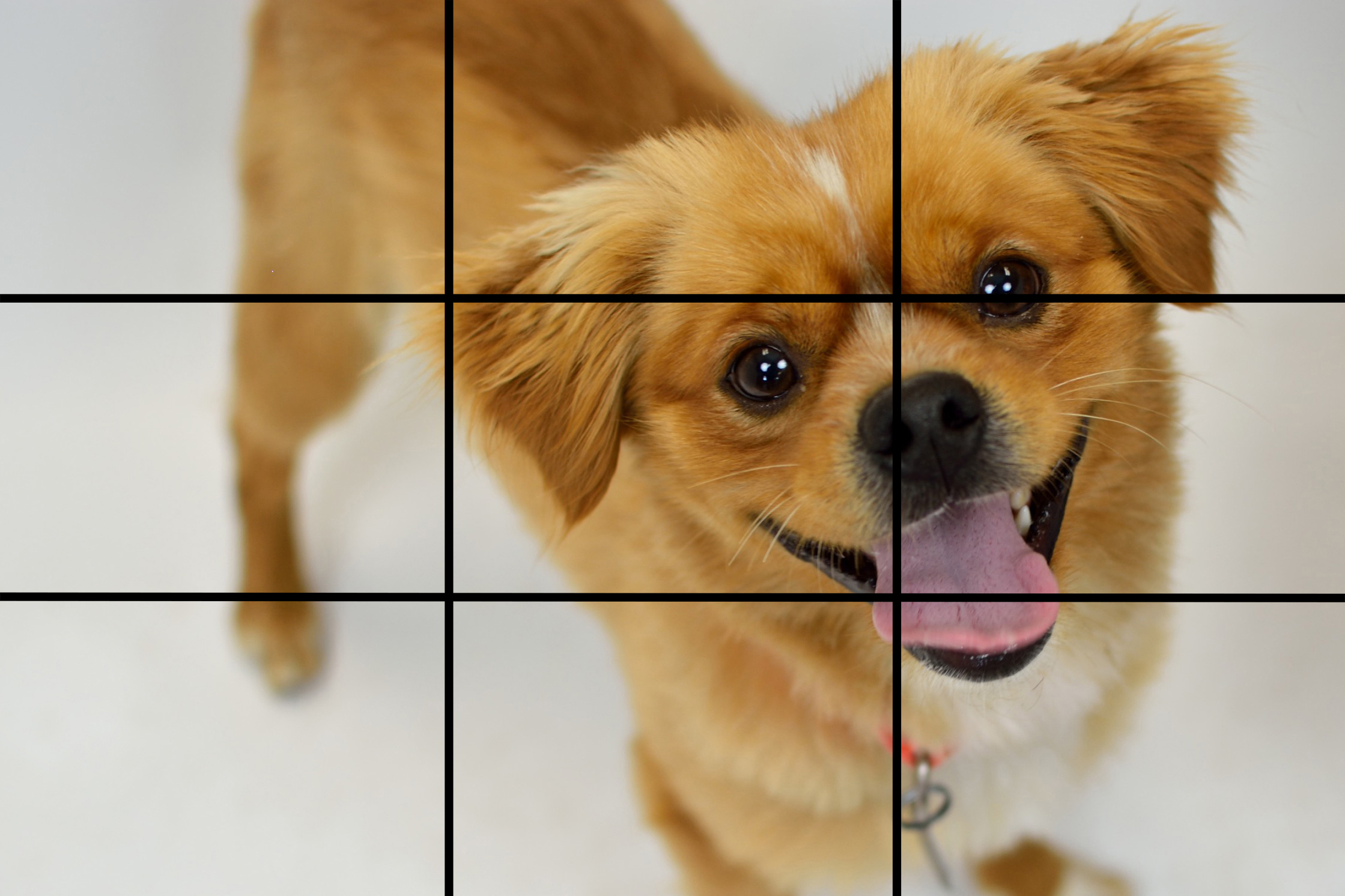Luca_cropped_grid.jpg