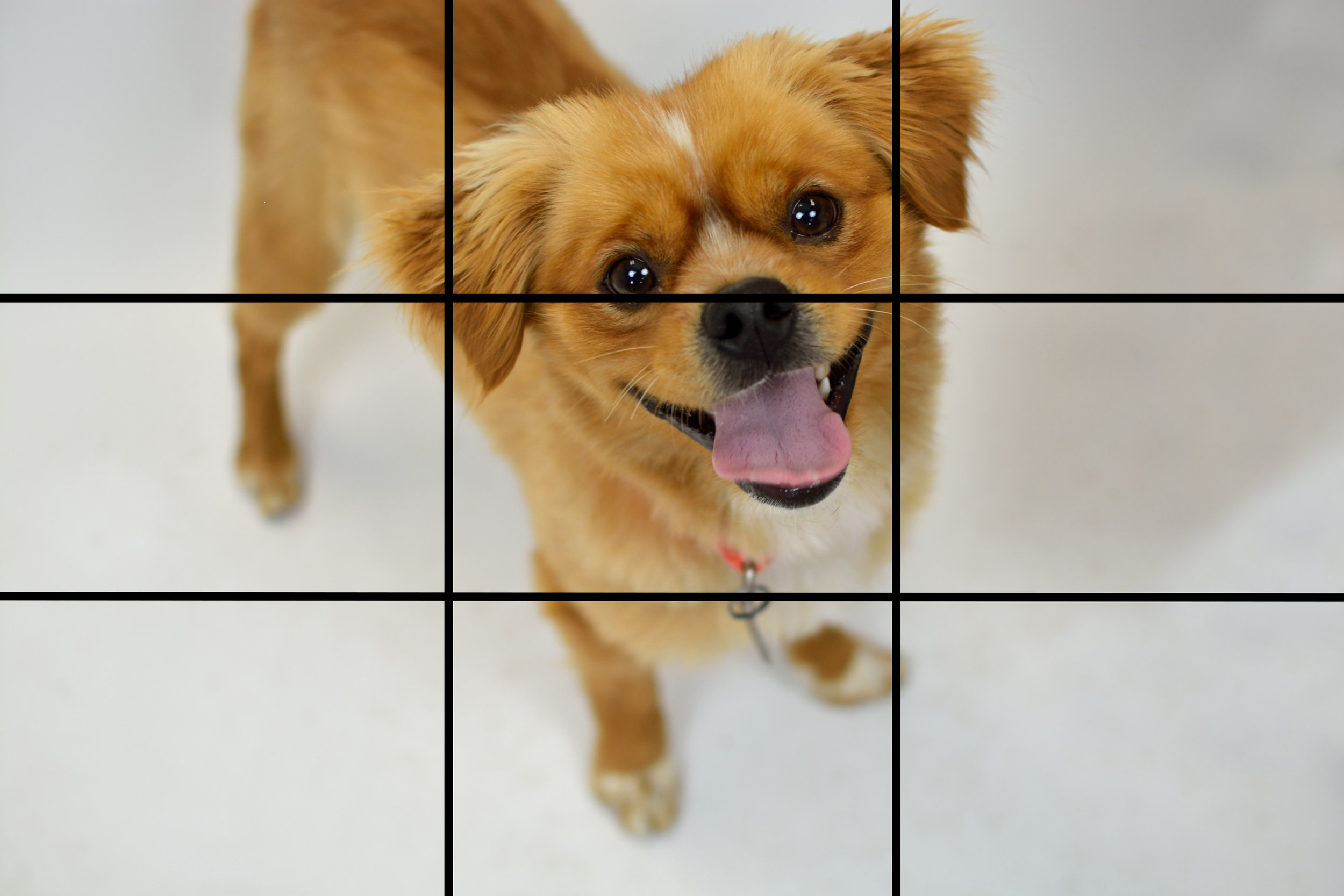 Luca_grid.jpg