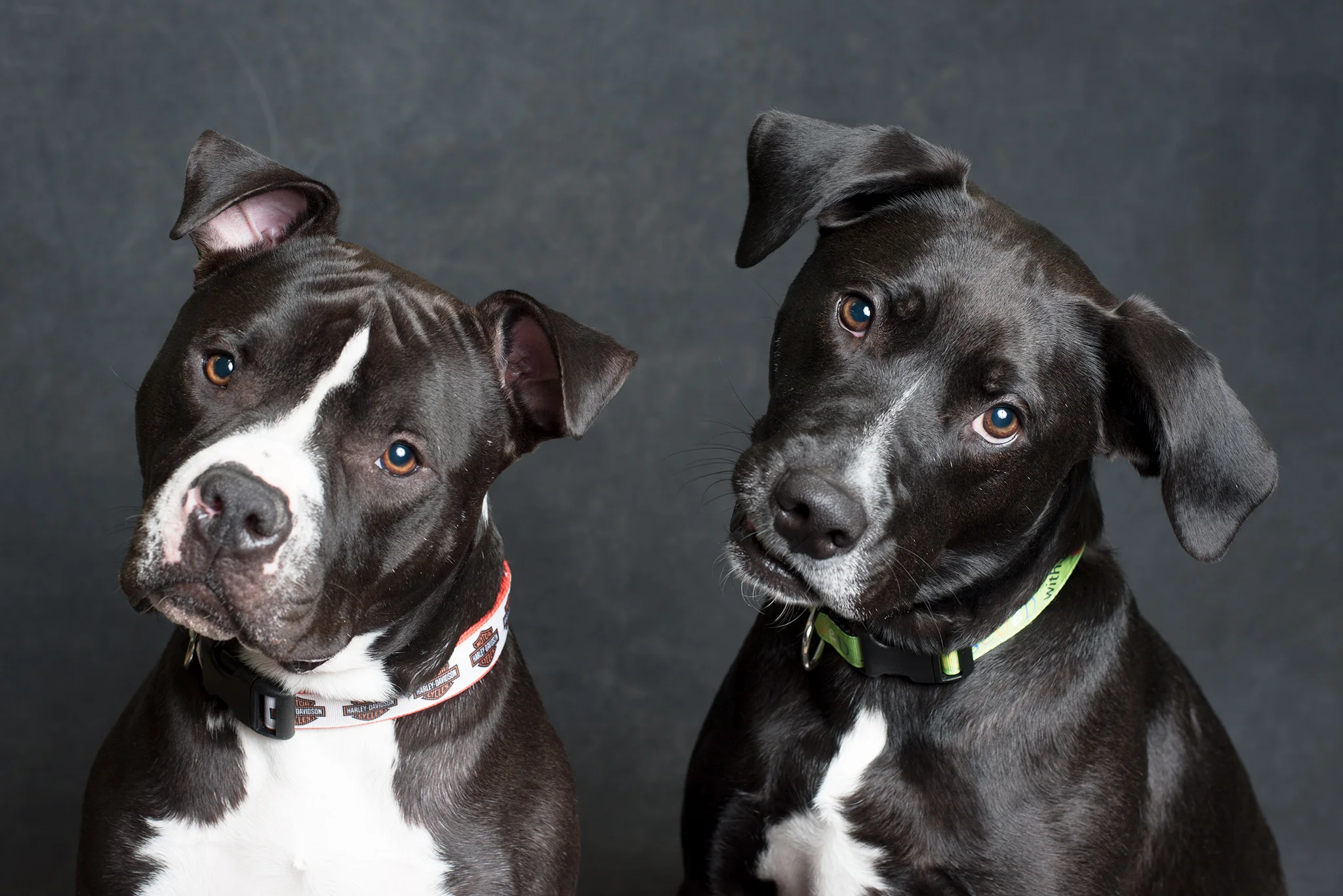 Gunner on the left and Gauge on the Right
