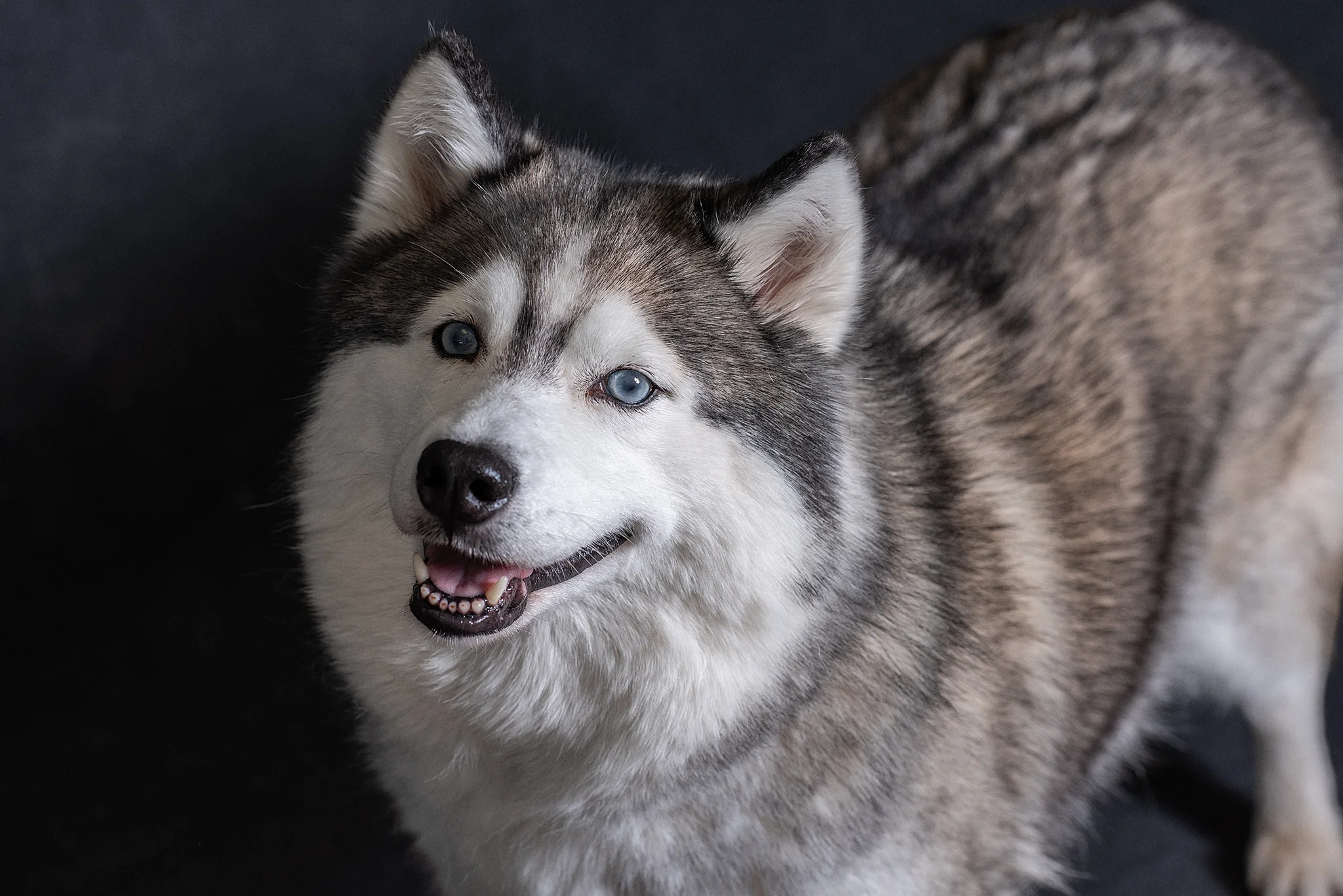 Shila - The 2018 Queen of Wagfest