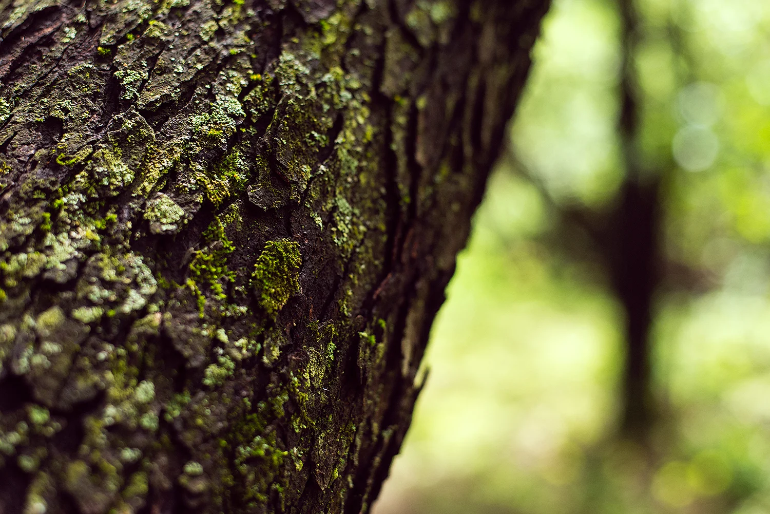 Macro shot of tree bark
