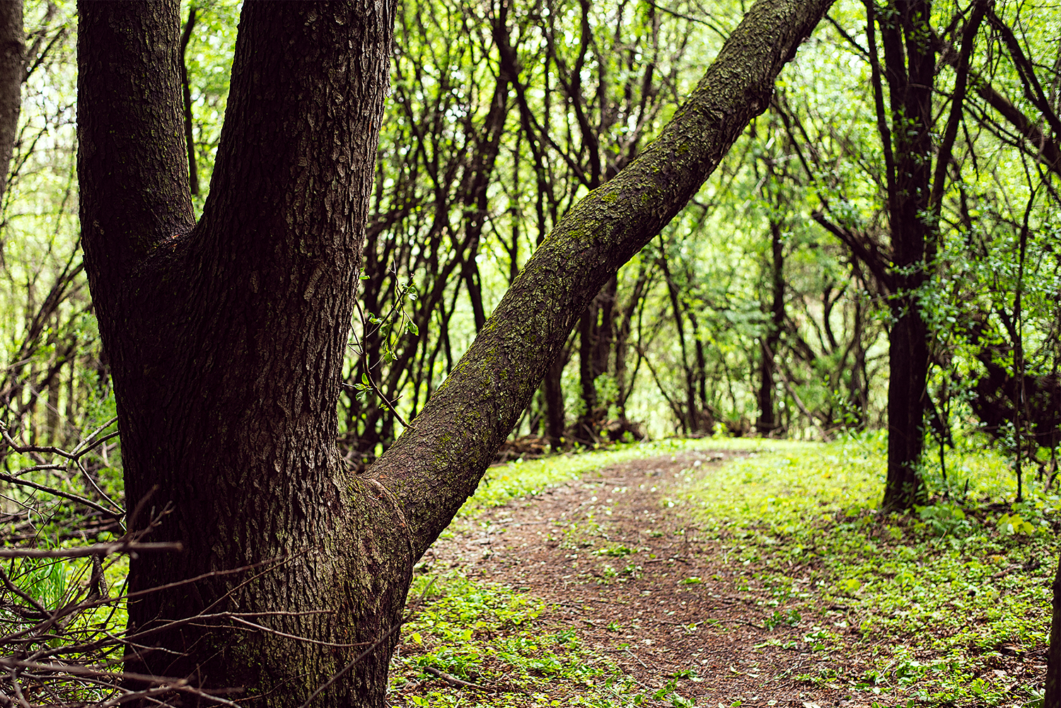 Path in the woods