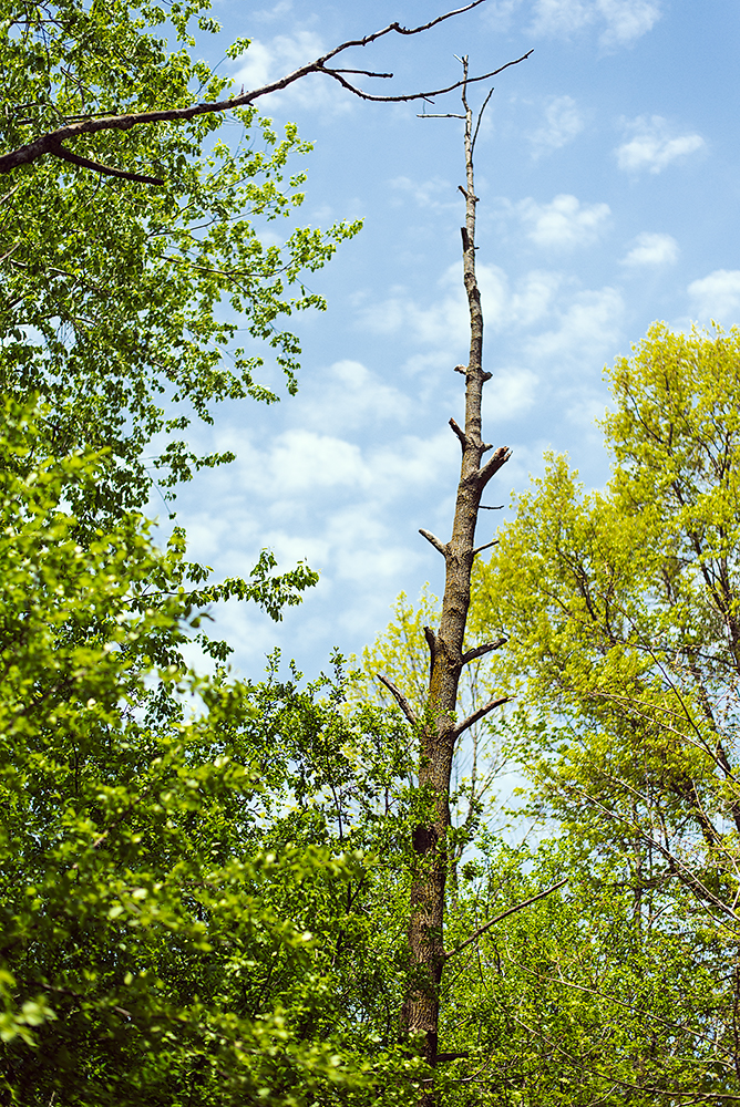 Cool dead tree