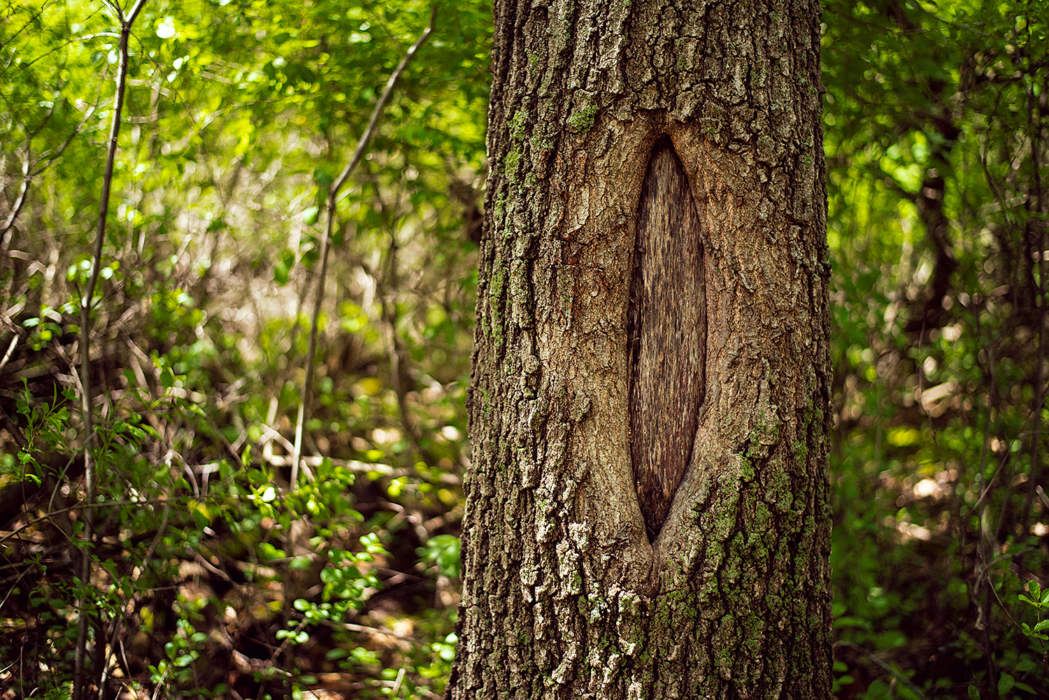 Tree trunk in woods