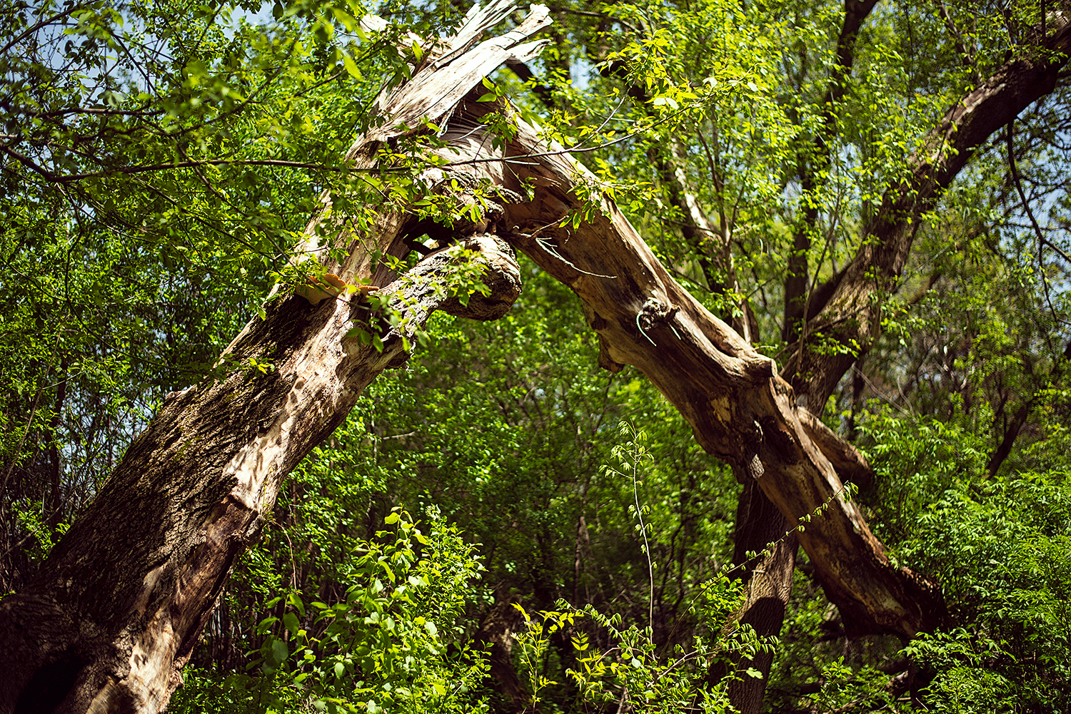 Fallen tree archway