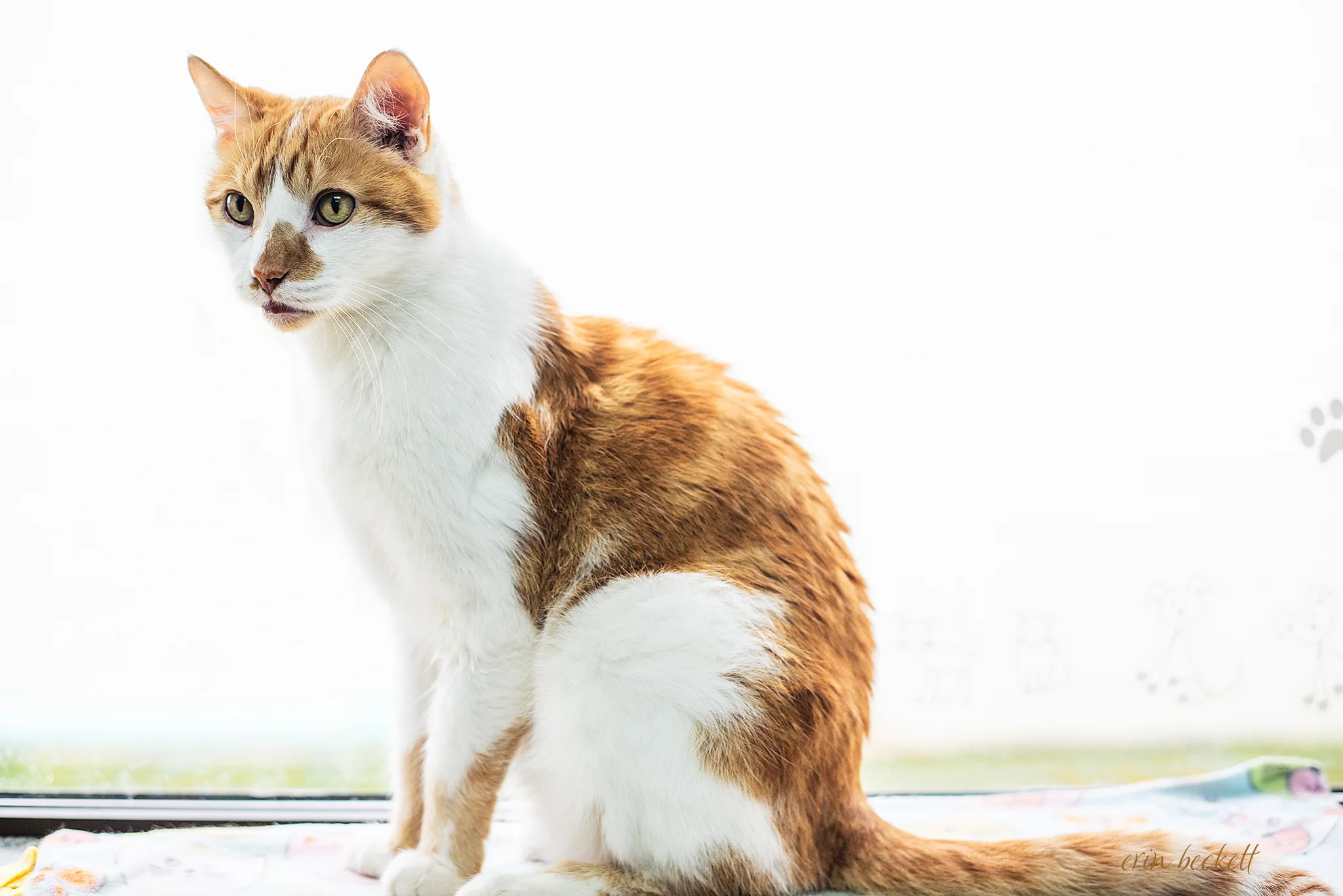 Hansel hanging out on the window sill