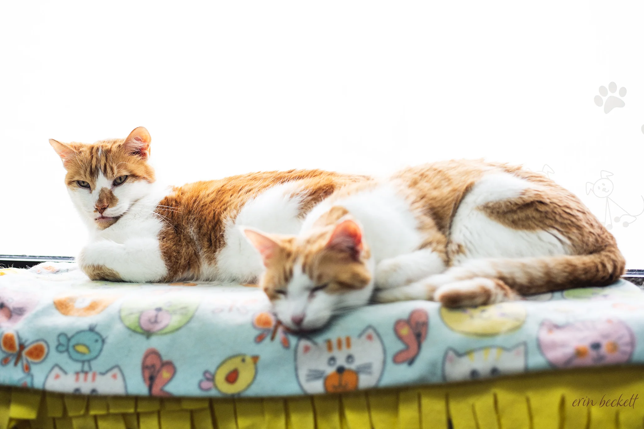 Hansel and Gretel taking a cat nap after their breakfast