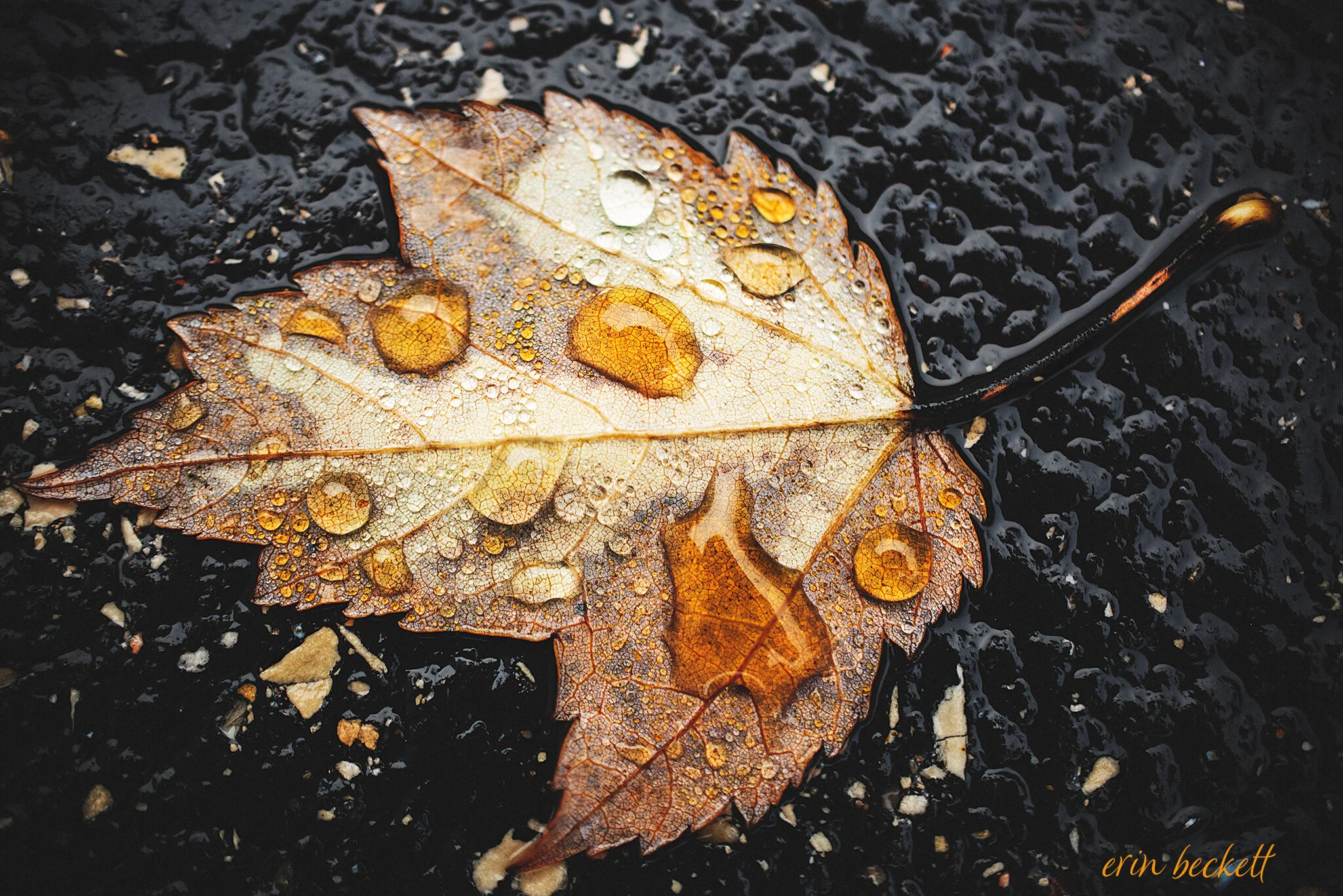 WetLeaf_2019-09-30_ErinBeckett_001.jpg