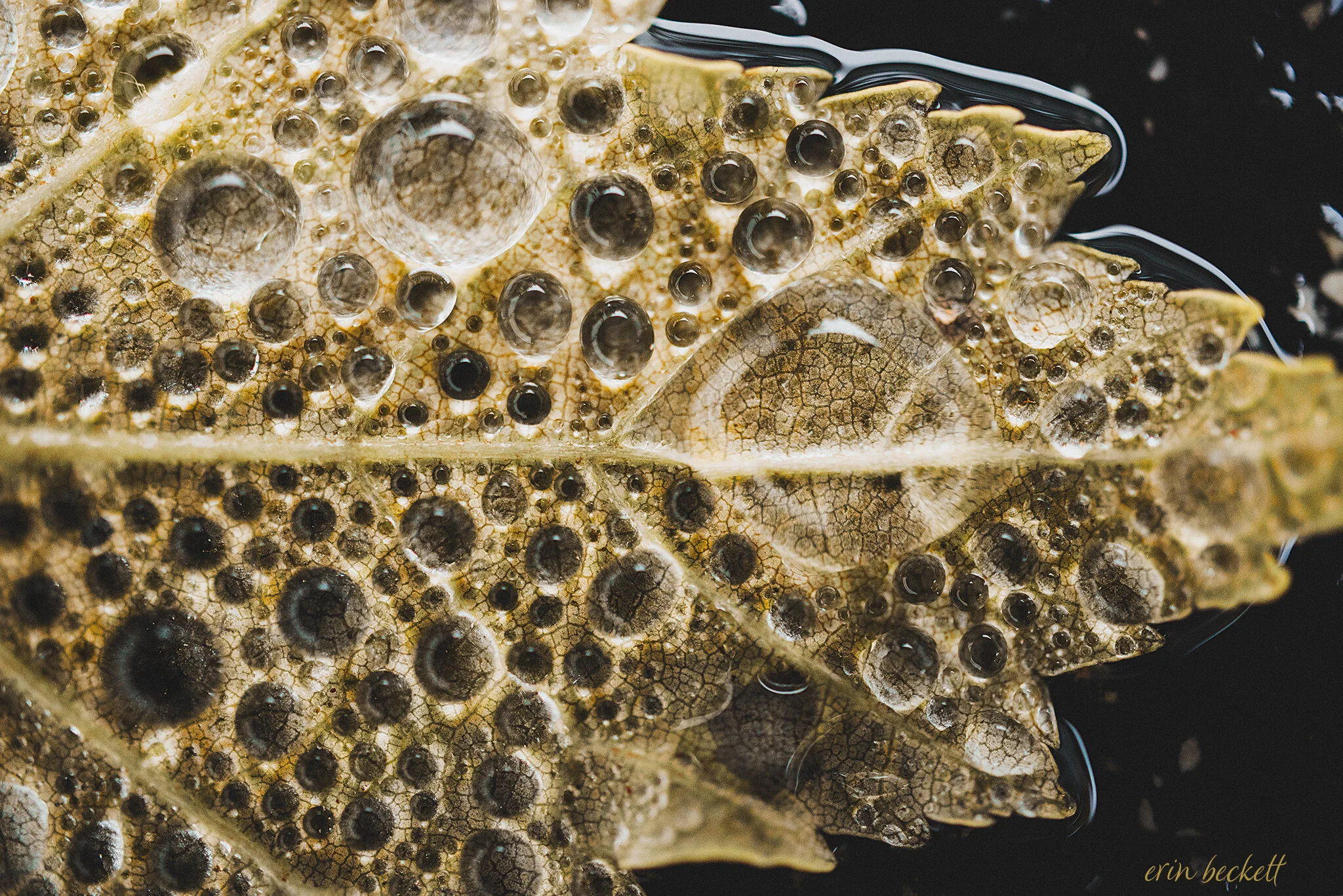 WetLeaf_ErinBeckett_2019-10-03_002.jpg