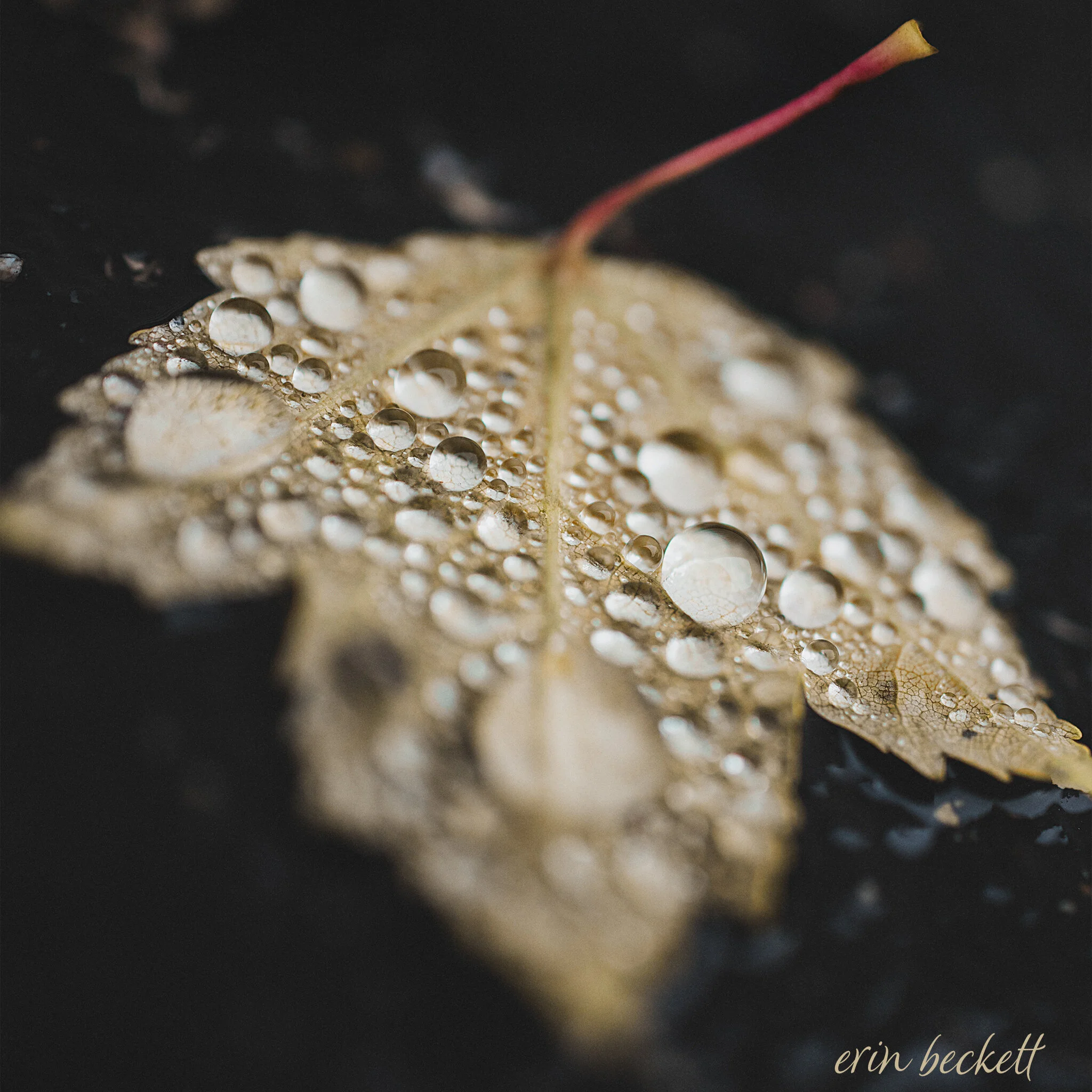WetLeaf_ErinBeckett_2019-10-03_003.jpg