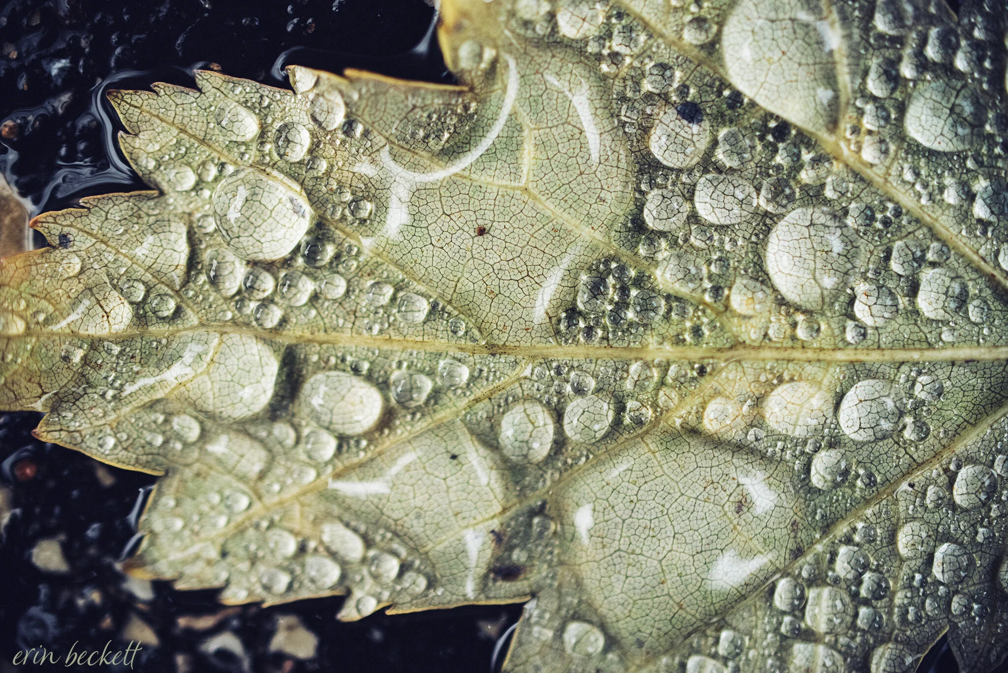 WetLeaf_ErinBeckett_2019-10-03_005.jpg