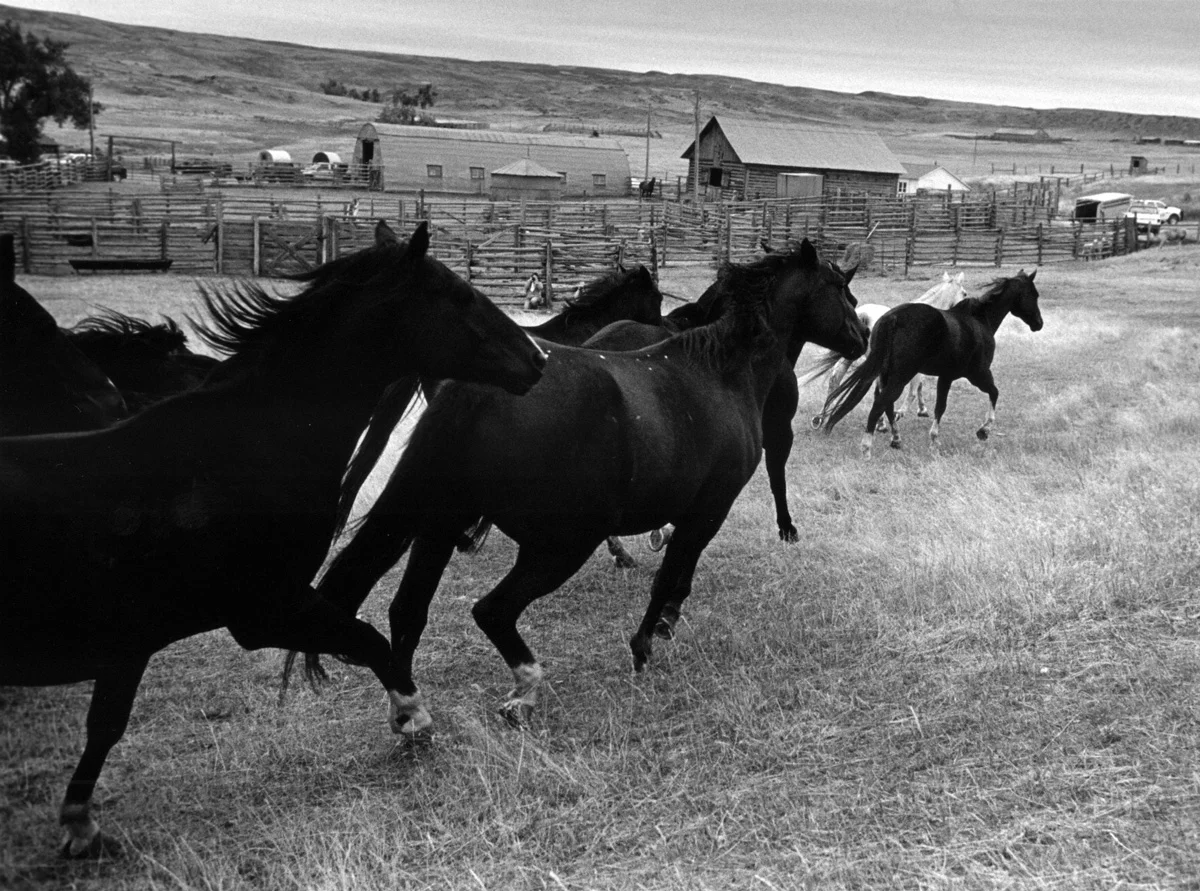 “A horse is poetry in motion.” - Author unknown.