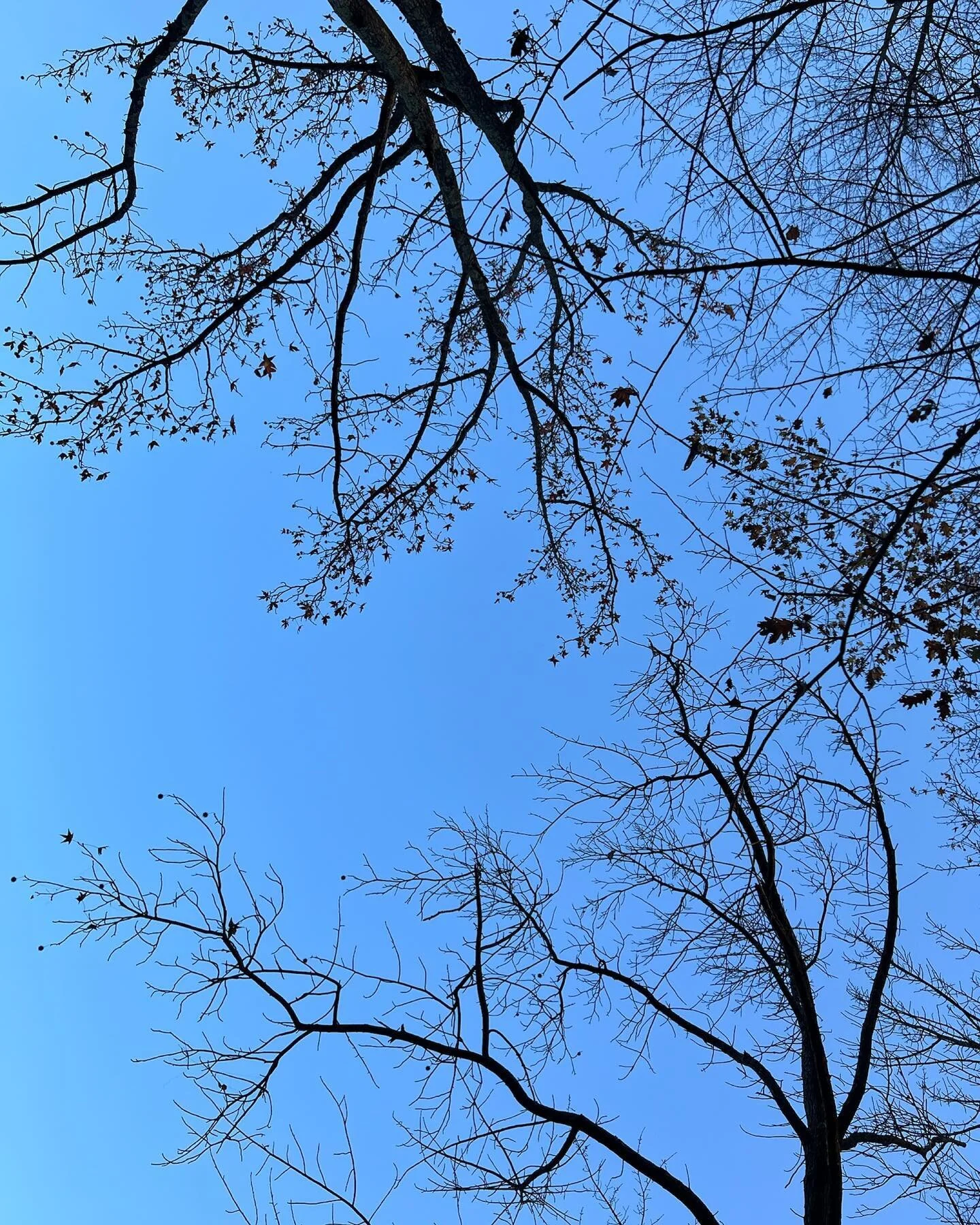 Pause

Breathe

Look up 

🤍

F*UCK the seasonal craze 

#rest #break #pause #nature #grounding #stop #regroup #meditate #breathe #space #blue #sky #trees #lookup #reiki #healing #love #alchemy #selfcare #selflove #f #the #holiday #chaos