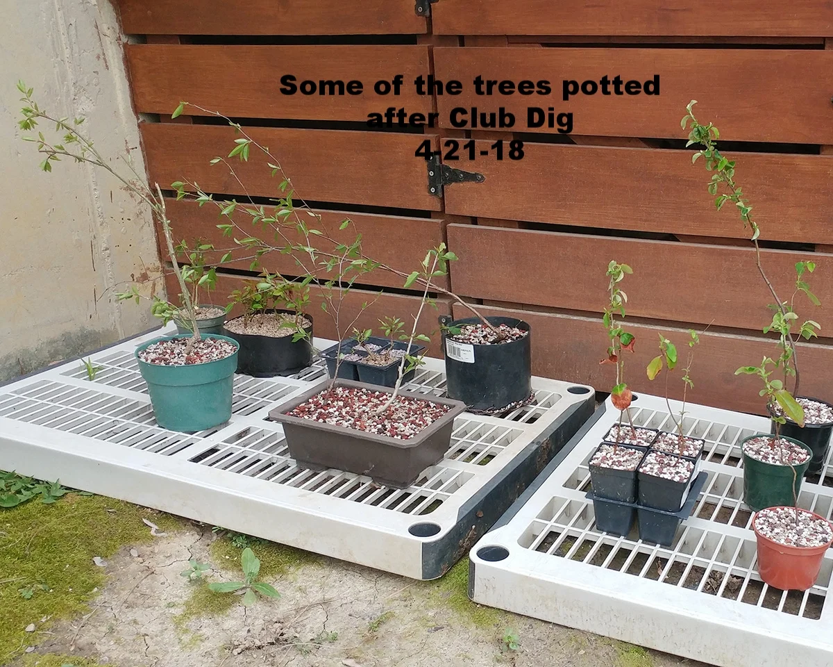 yamadori4.jpg