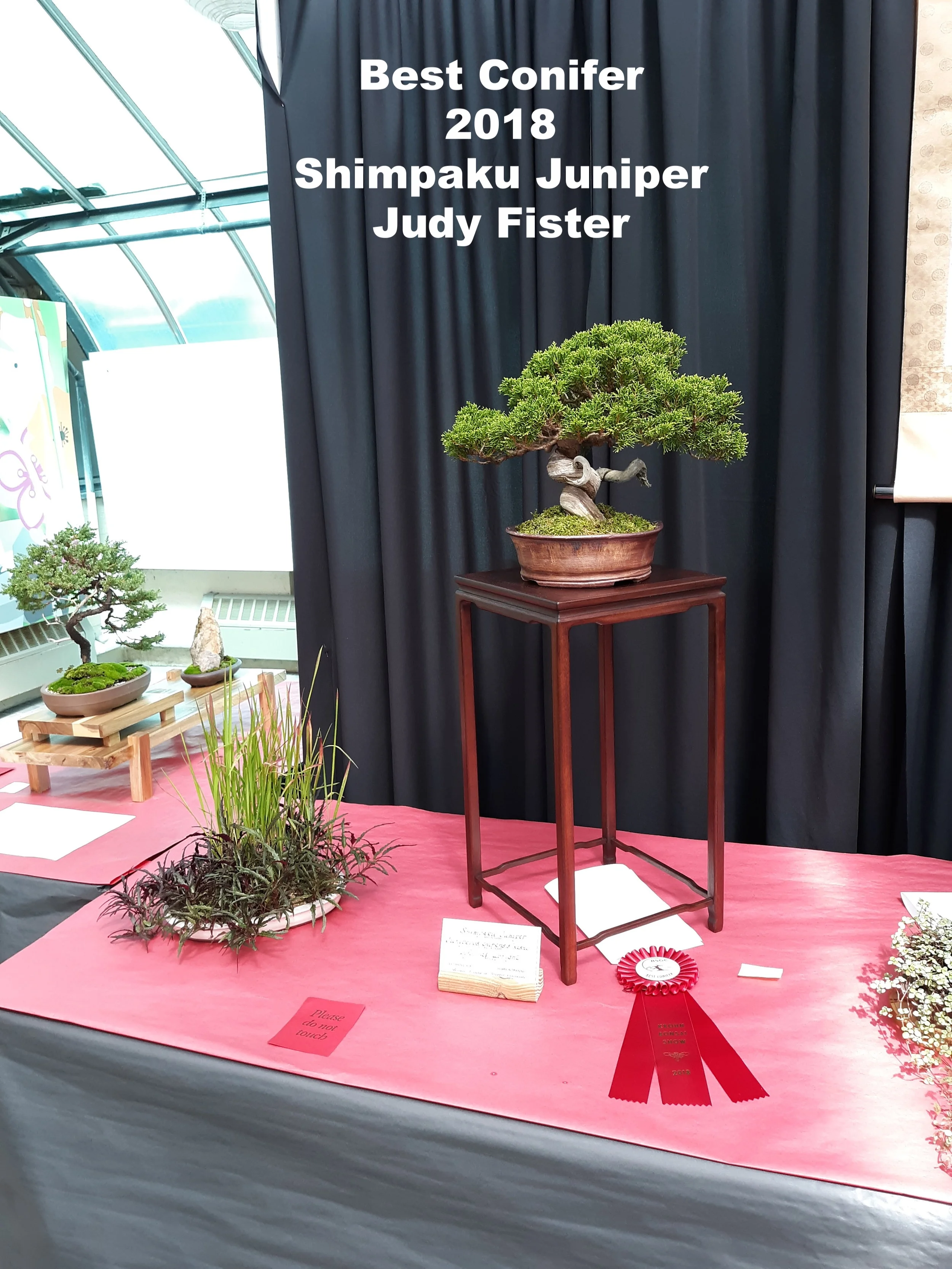 Best Conifer-Shimpaku Juniper.jpg