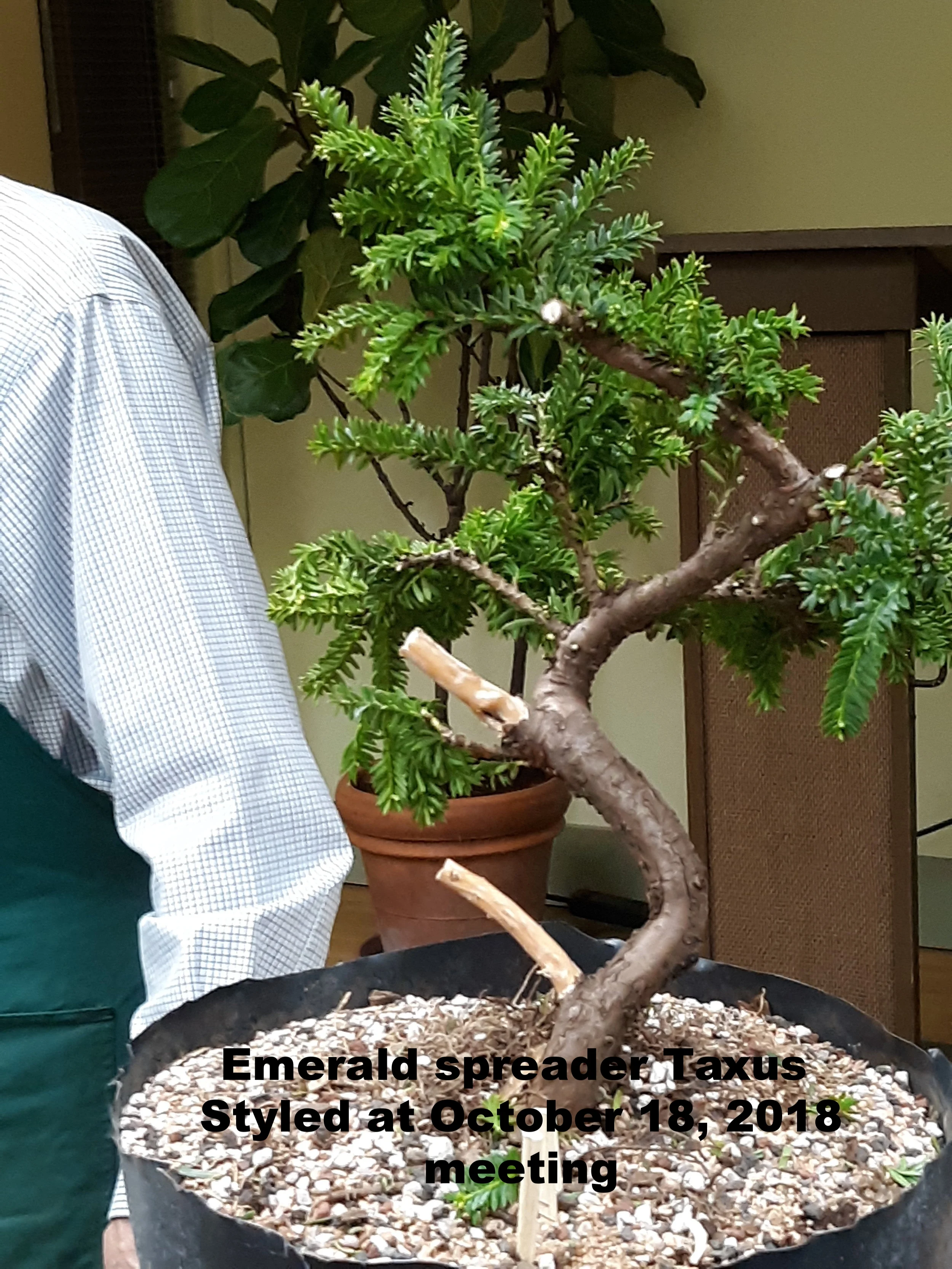 Taxus - emerald spreader.jpg