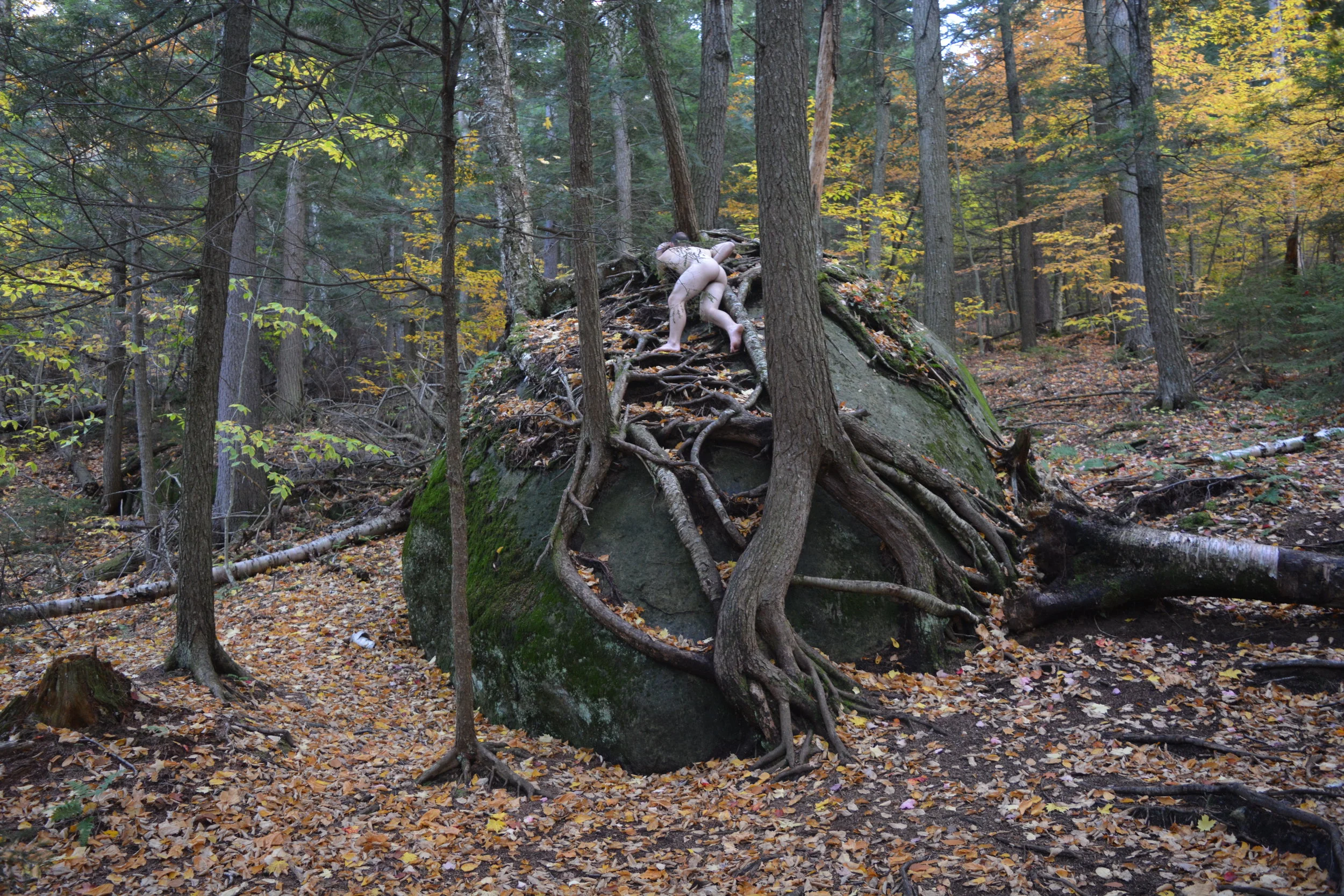 Lincoln Climbing Roots.JPG