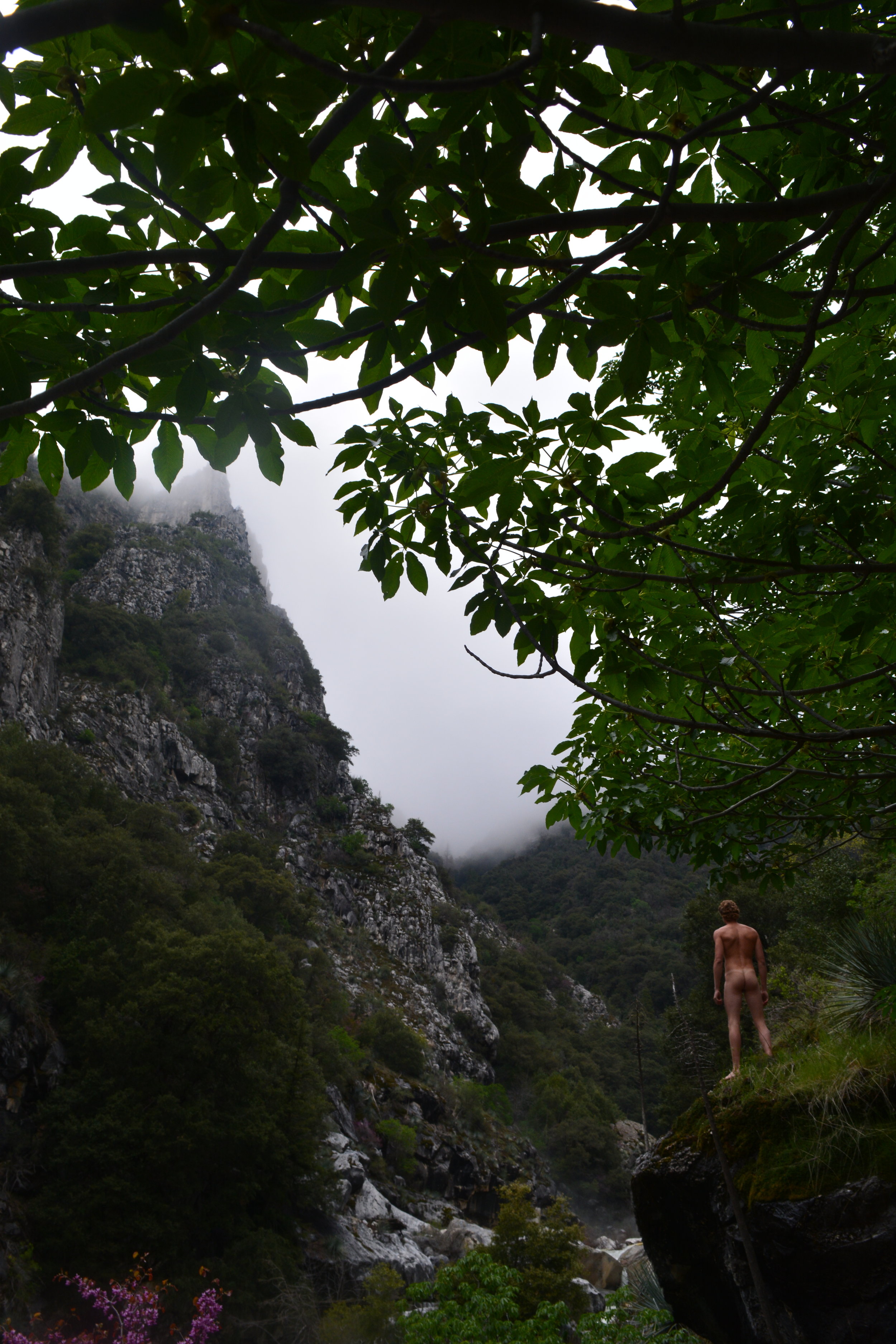 Eric Falls Tree Canopy.JPG