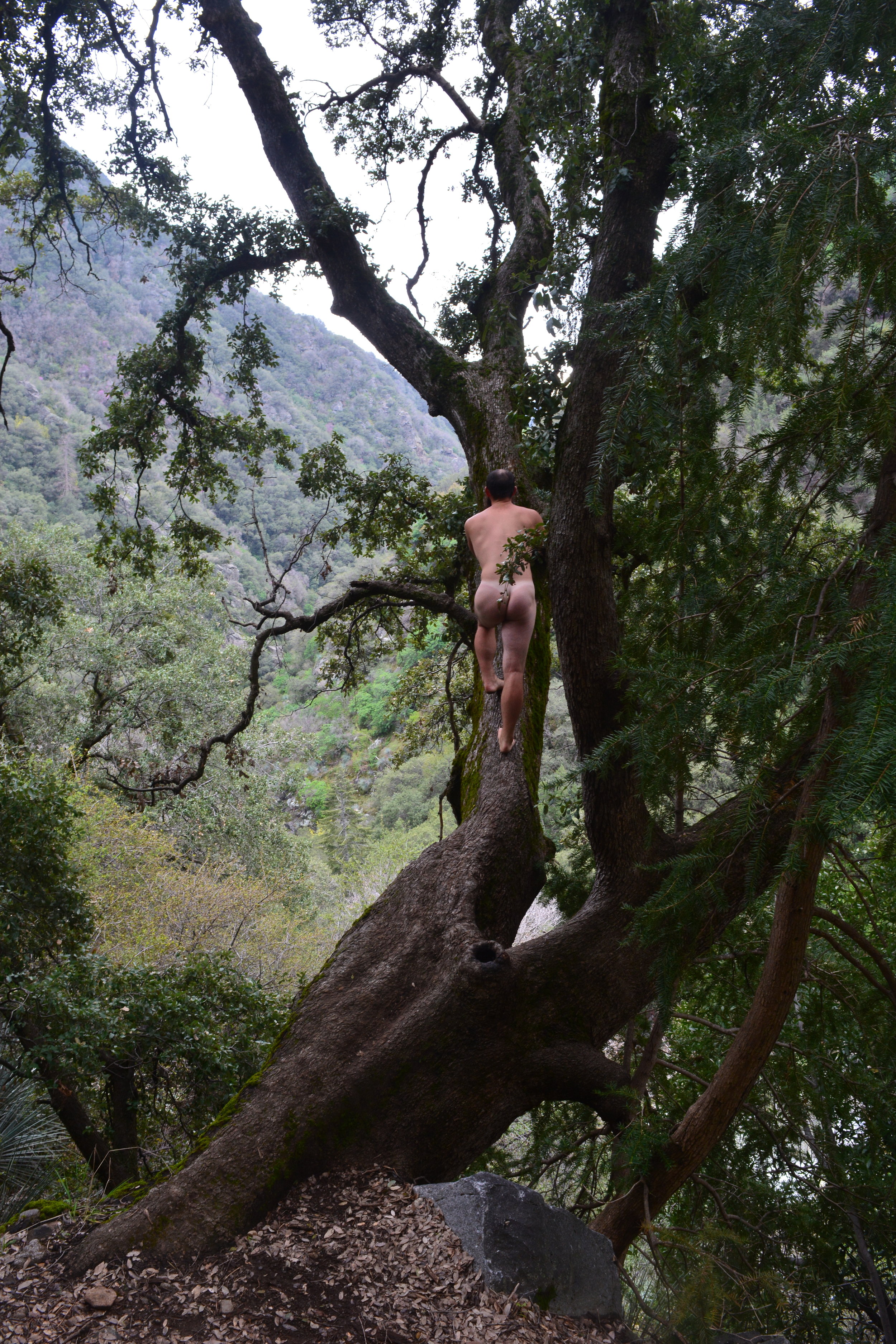 Lincoln Leaves on Back.JPG