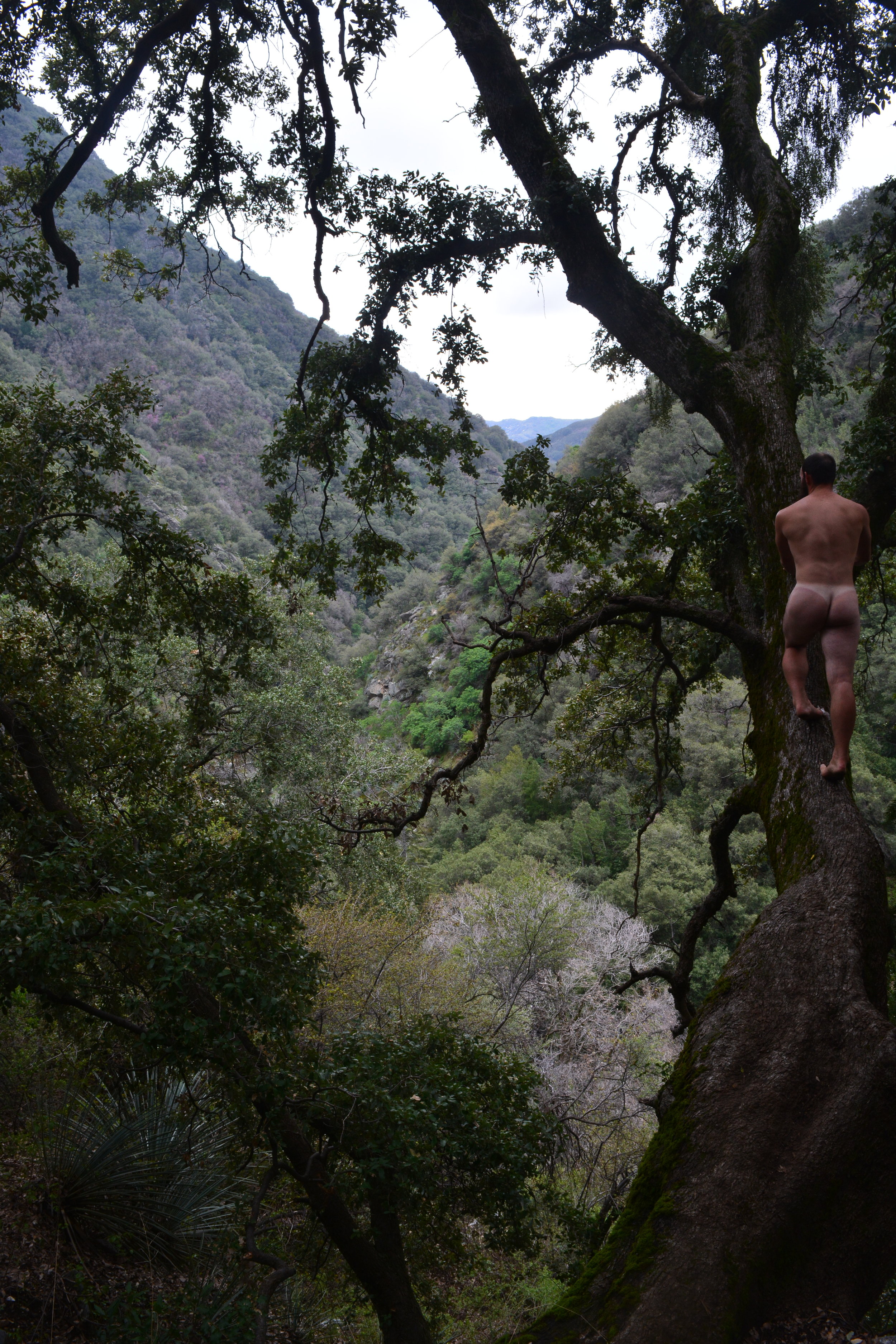 Lincoln Tree Tall.JPG