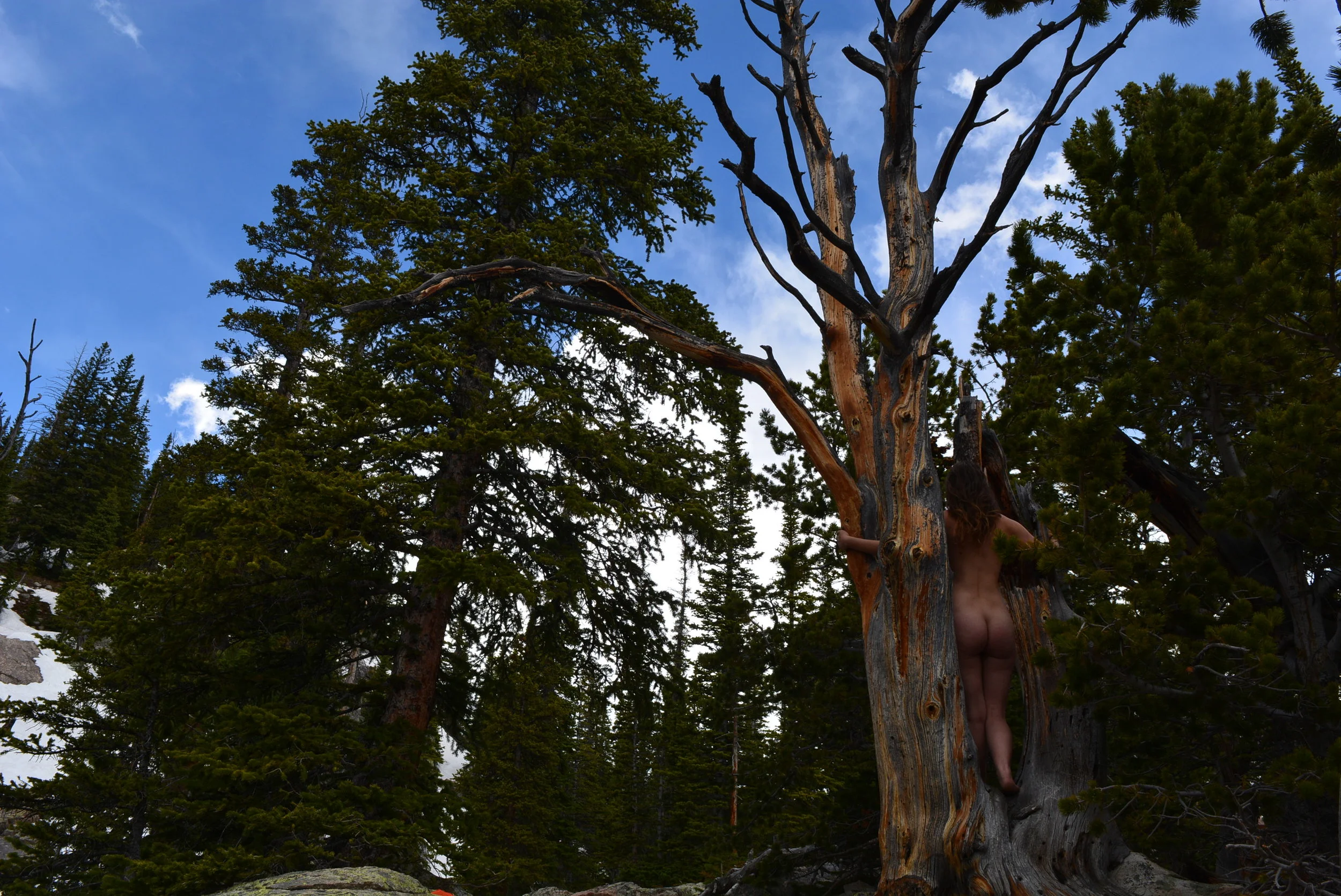 Nikki RMNP Treehugger 2.JPG