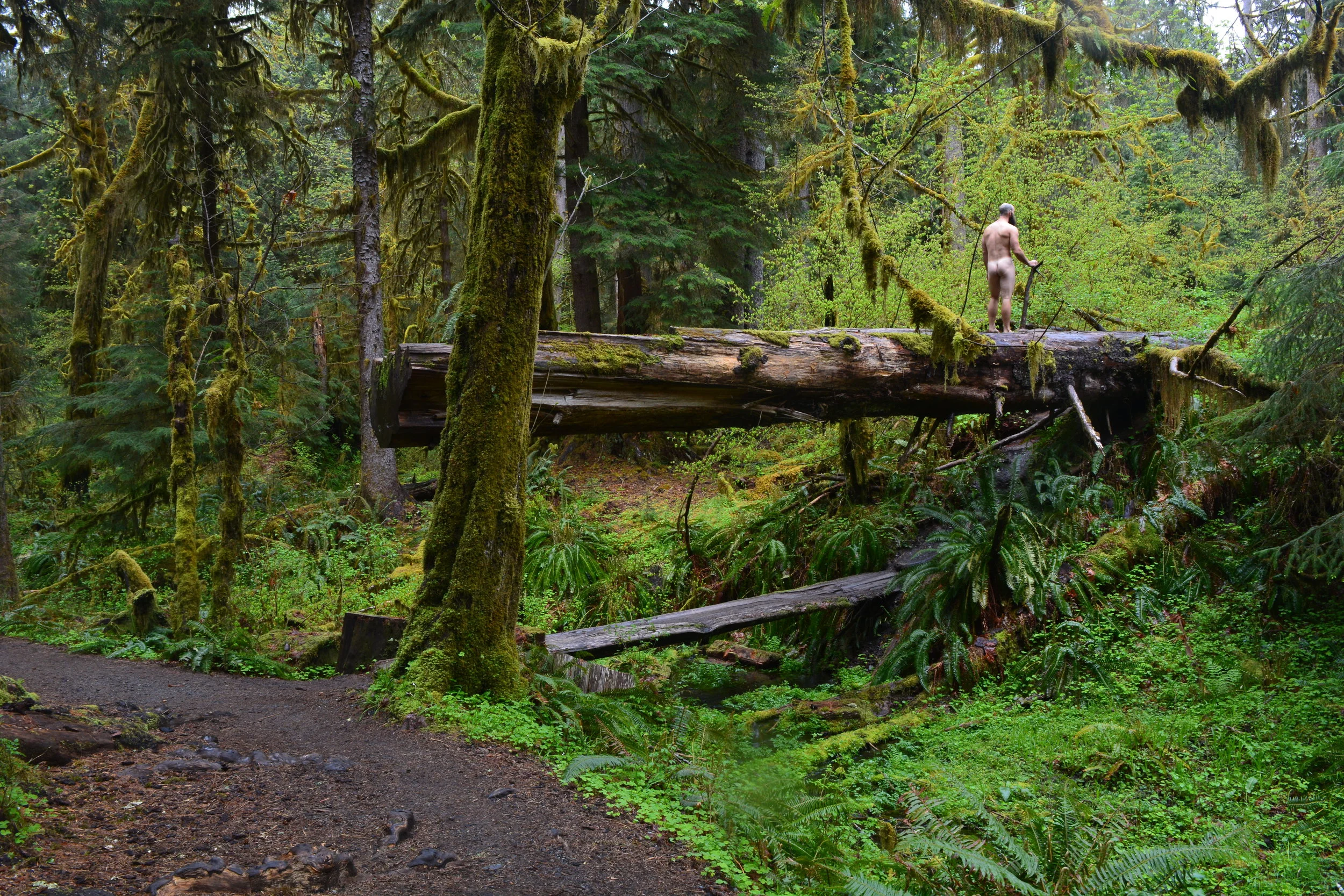 Lincoln Olympia NP Back on Log.JPG
