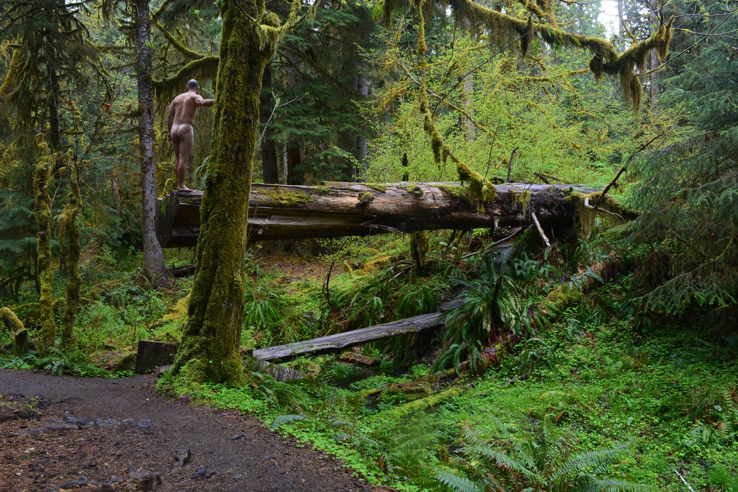 Lincoln Olympia NP Hand on Tree.JPG