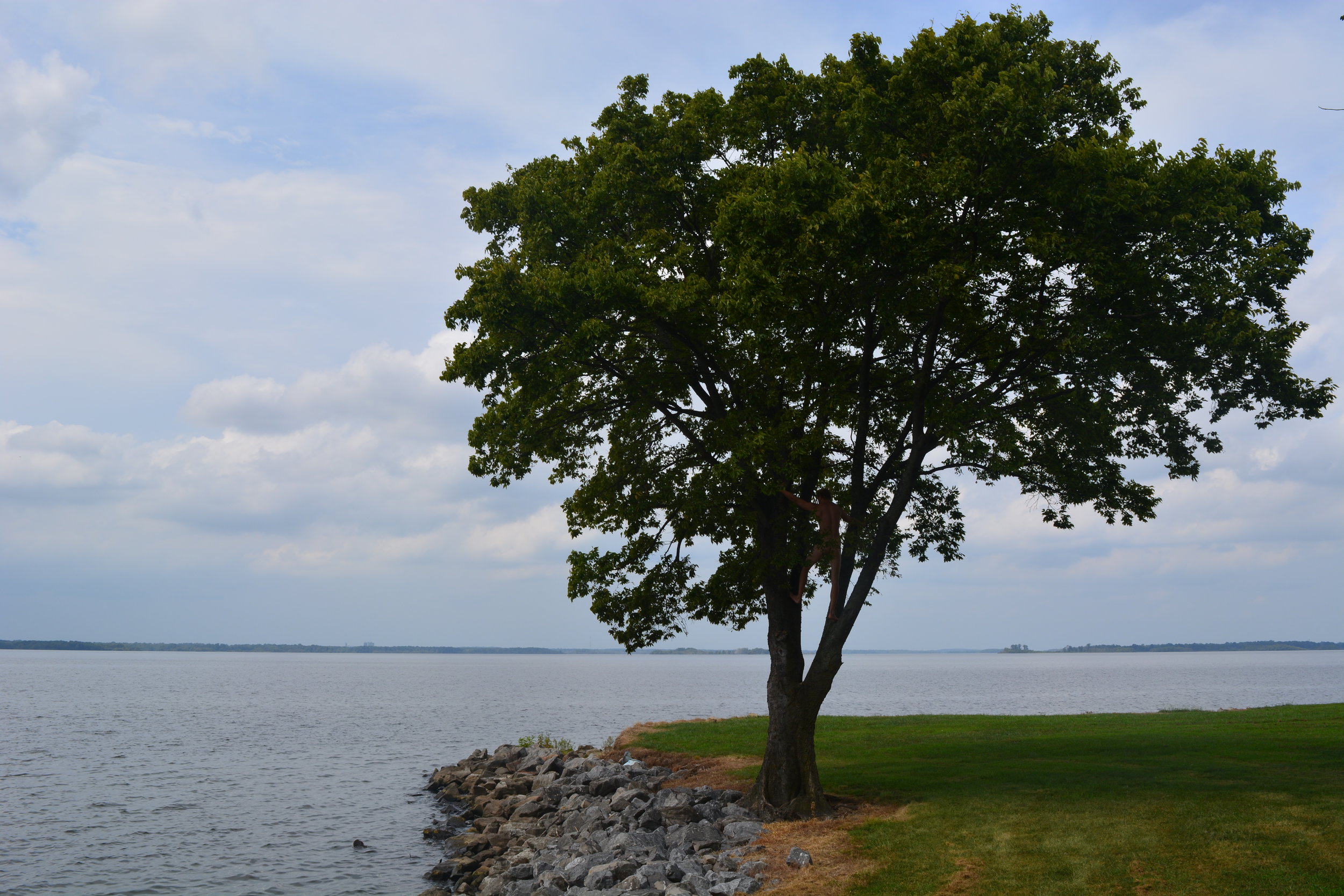 Tweedy Tree Shadow.JPG