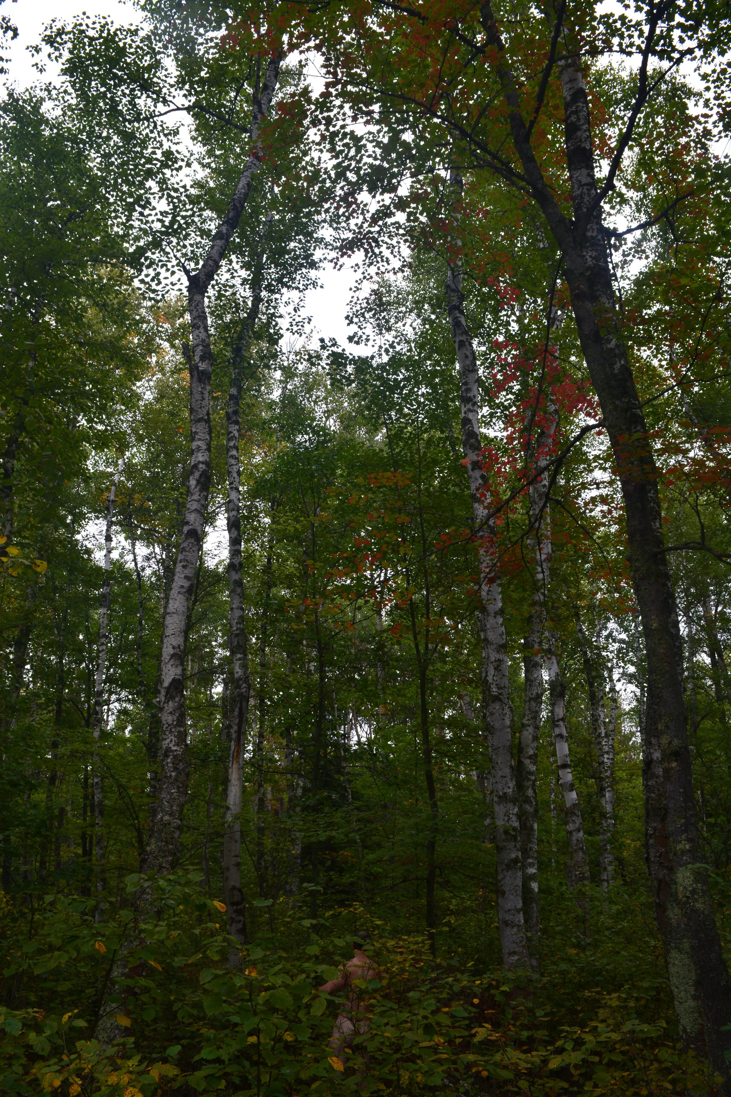 Lincoln Hidden Tall.JPG