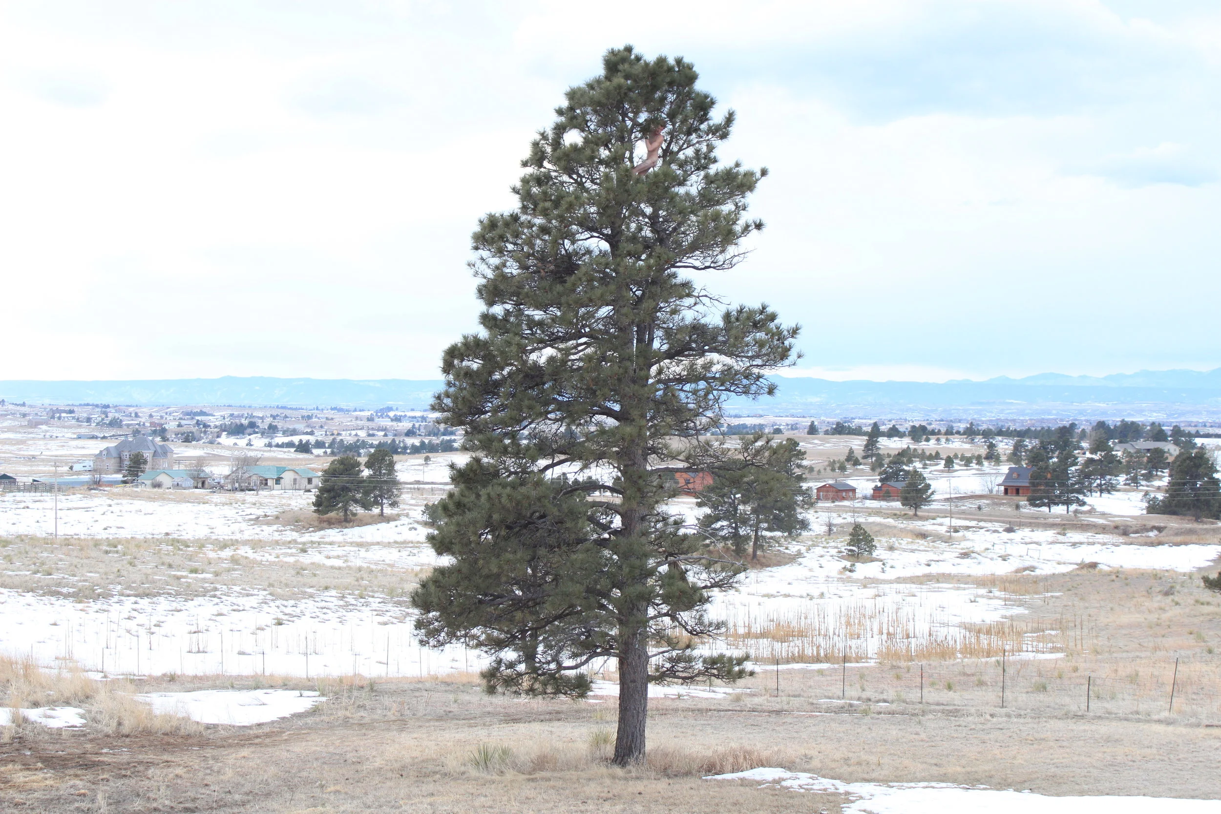 ZEric In The Tree Parker.JPG