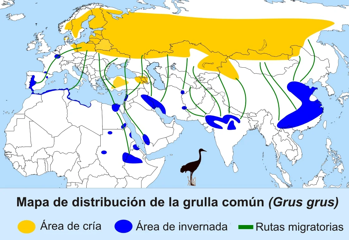 Distribution of common crane Yellow : breeding area Blue : wintering area green line : route Picture from https://en.wikipedia.org/wiki/Common_crane