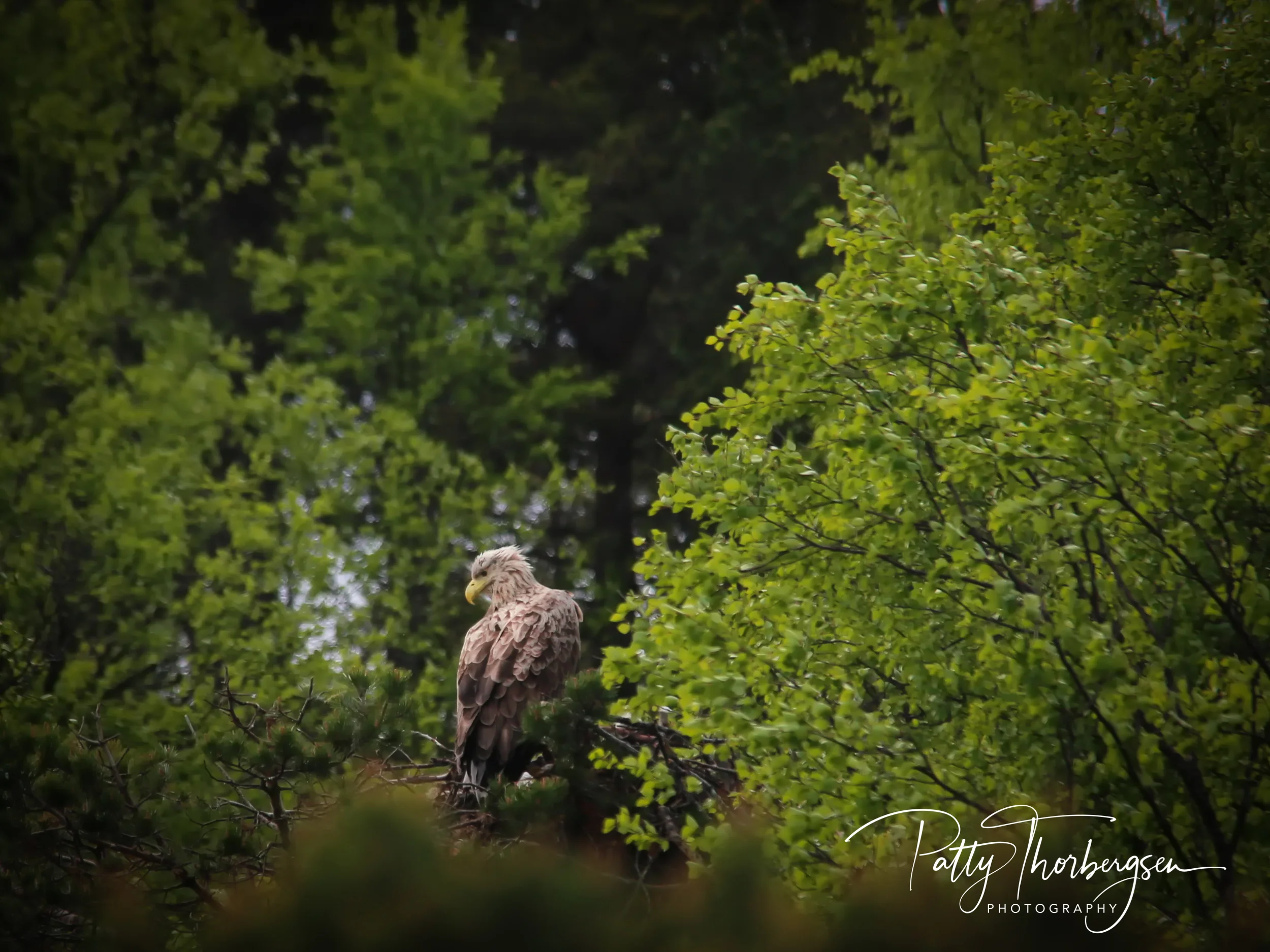 havørn © Patty Thorbergsen-1.jpg
