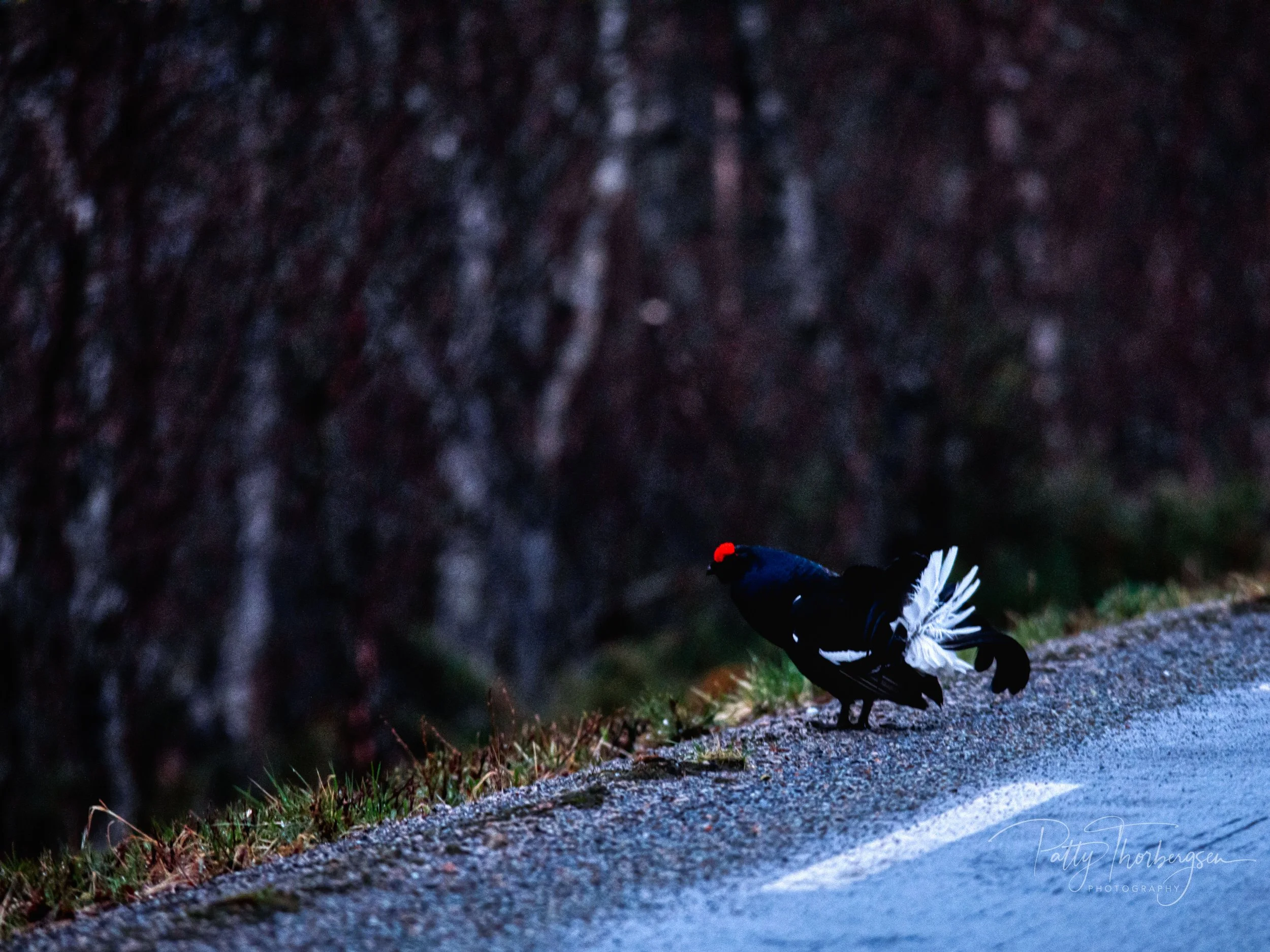 TETRAO TETRIX / BLACK GROUSE / ORRFUGL