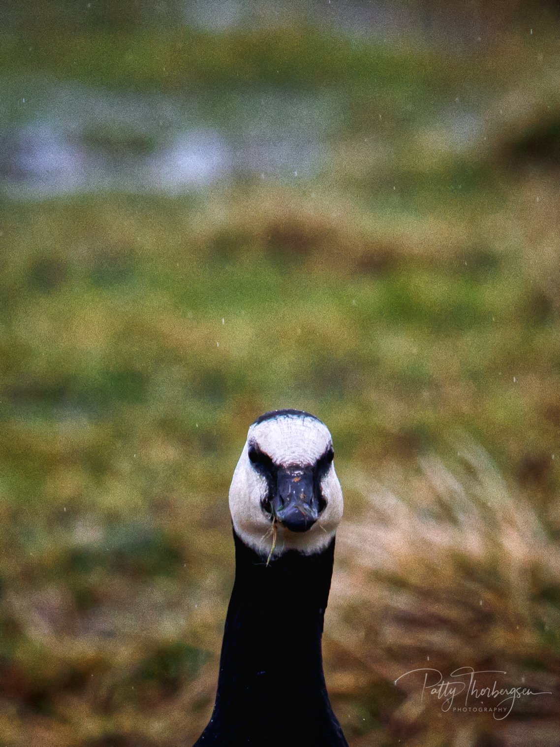 BARNACLE GOOSE/BRANTA LEUCOPSIS/HVITKINNGÅS