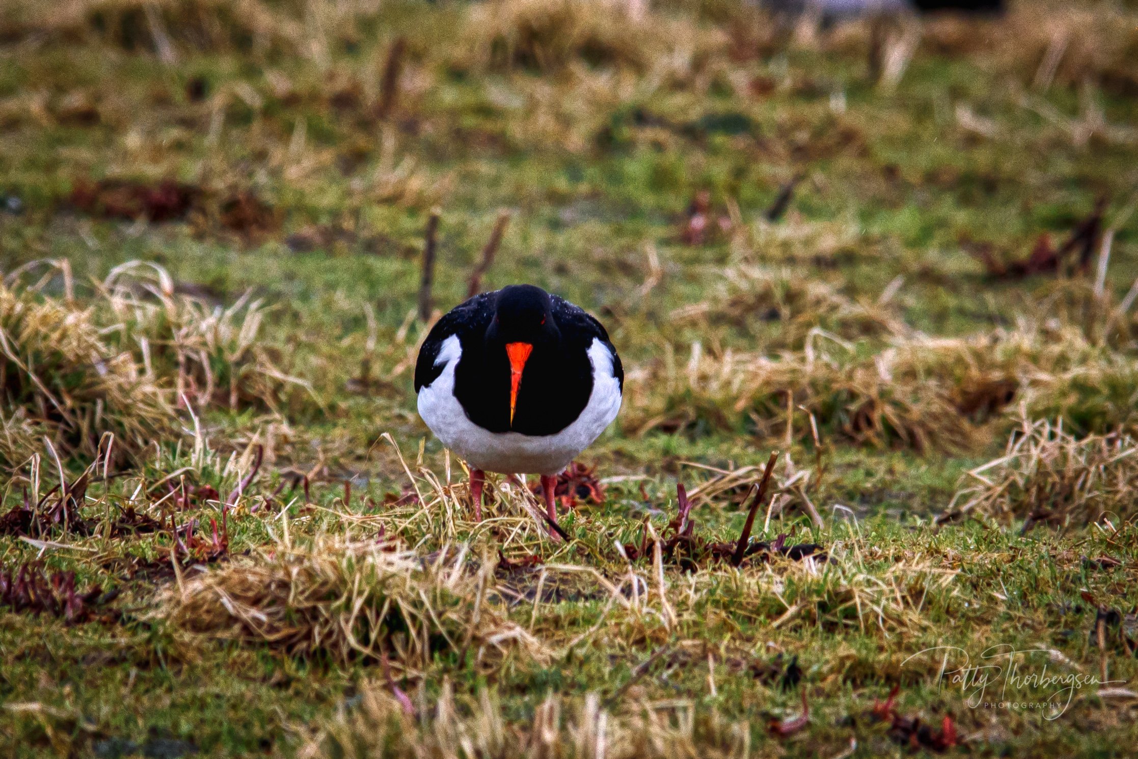 EURASIAN OYSTERCACTHER / HAEMATOPUS OSTRALEGUS / TJELD 