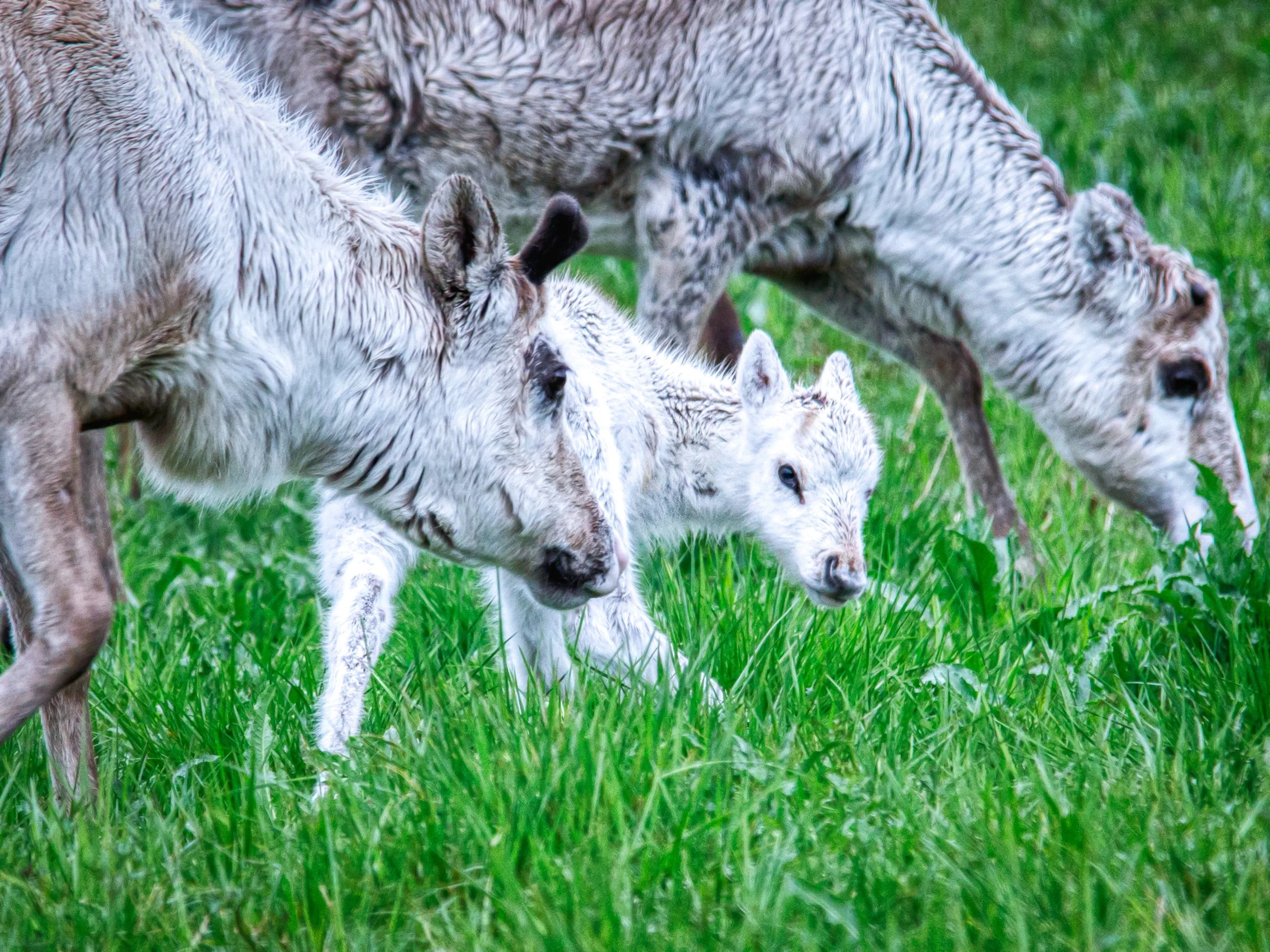 BABY REINDEER AT TJELDØYA