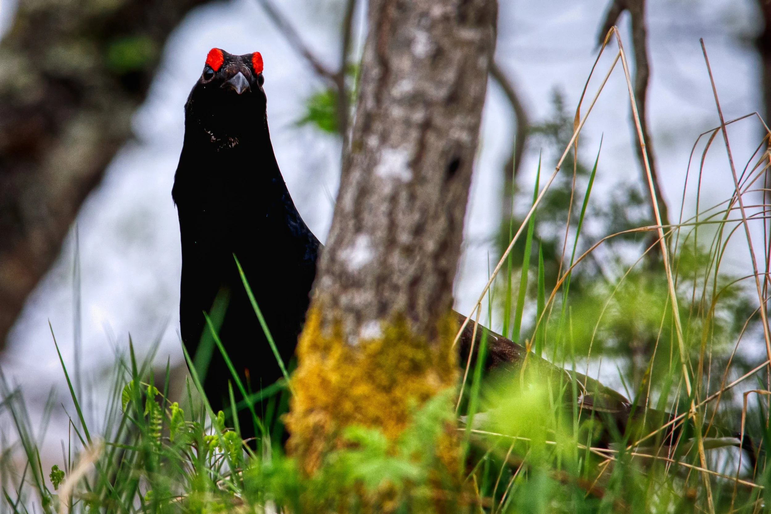TETRAO TETRIX / BLACK GROUSE / ORRFUGL