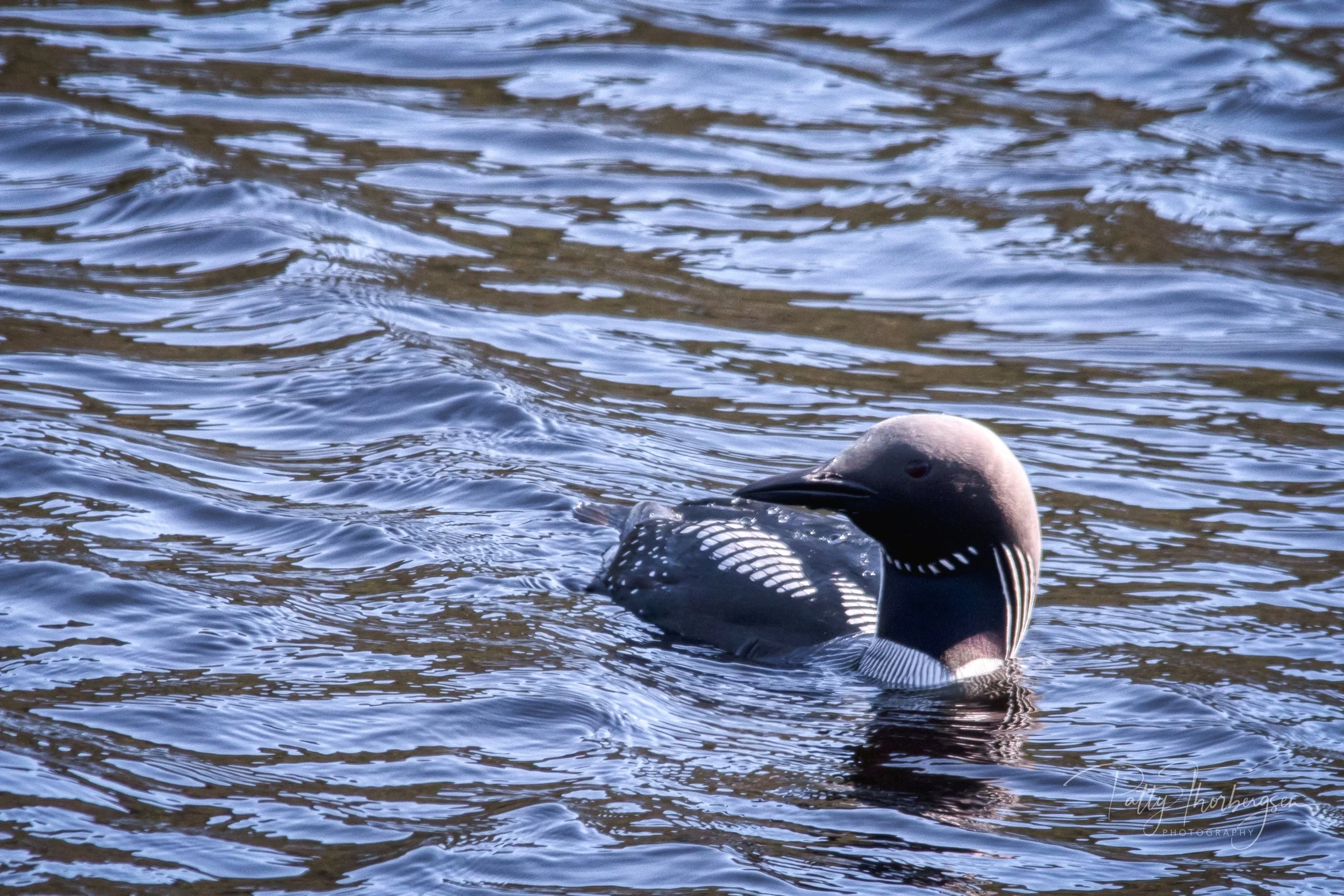 BLACK-THROATED LOON / GAVIA ARCTICA / STORLOM